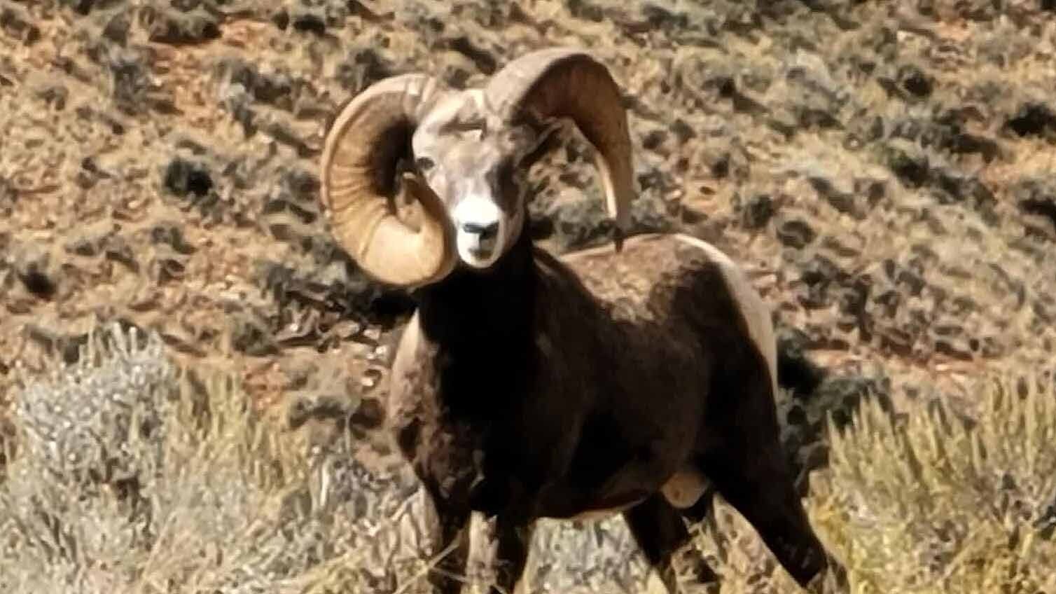 A bighorn sheep ram spotted on the Moss Ranch near Lovell. This ram has a unique genetic mutation where one of its horns seems to have grown much faster than the other, creating a lopsided look that's common in this population.