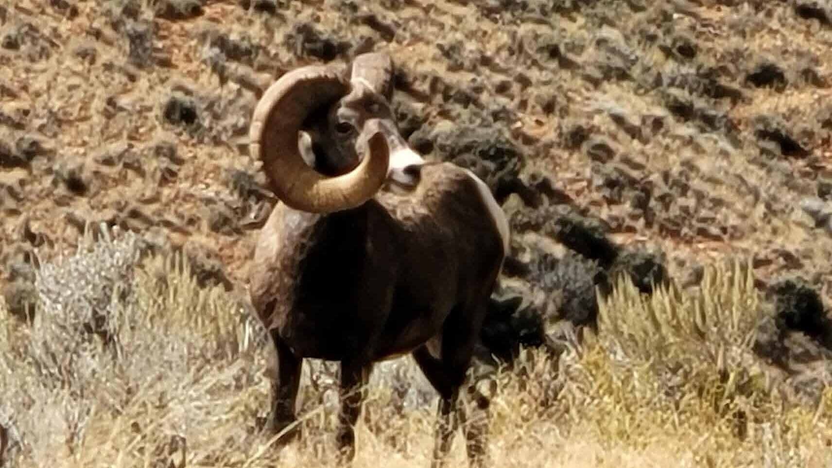 A bighorn sheep ram spotted on the Moss Ranch near Lovell. This ram has a unique genetic mutation where one of its horns seems to have grown much faster than the other, creating a lopsided look that's common in this population.