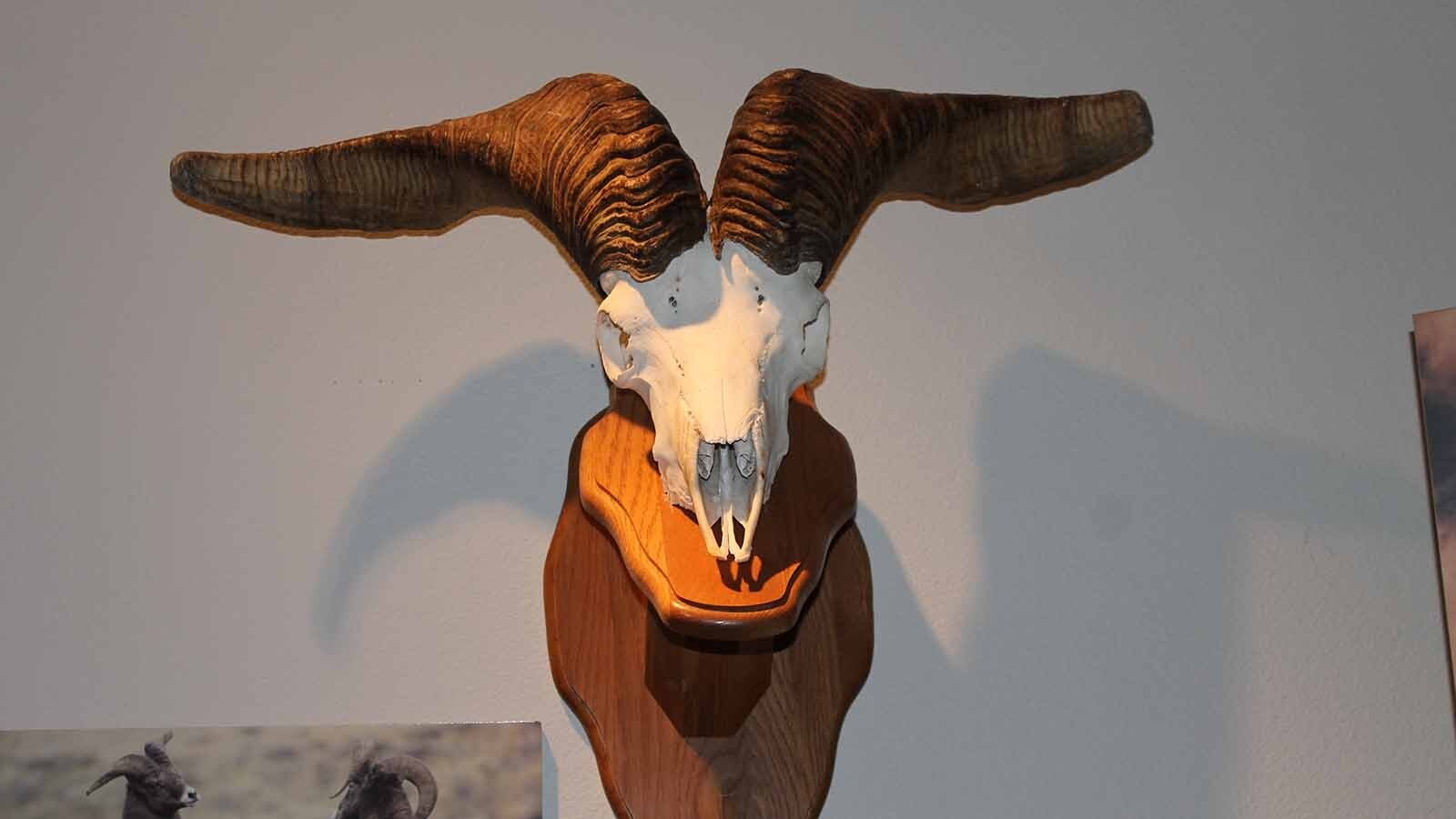 The skull of "T-Bone" on display at the National Bighorn Sheep Center in Dubois. T-Bone lived in the Whiskey Mountain Herd during the 1990s and was famous for the genetic mutation that caused his horns to grow straight out, rather than curling inward like most bighorn rams.