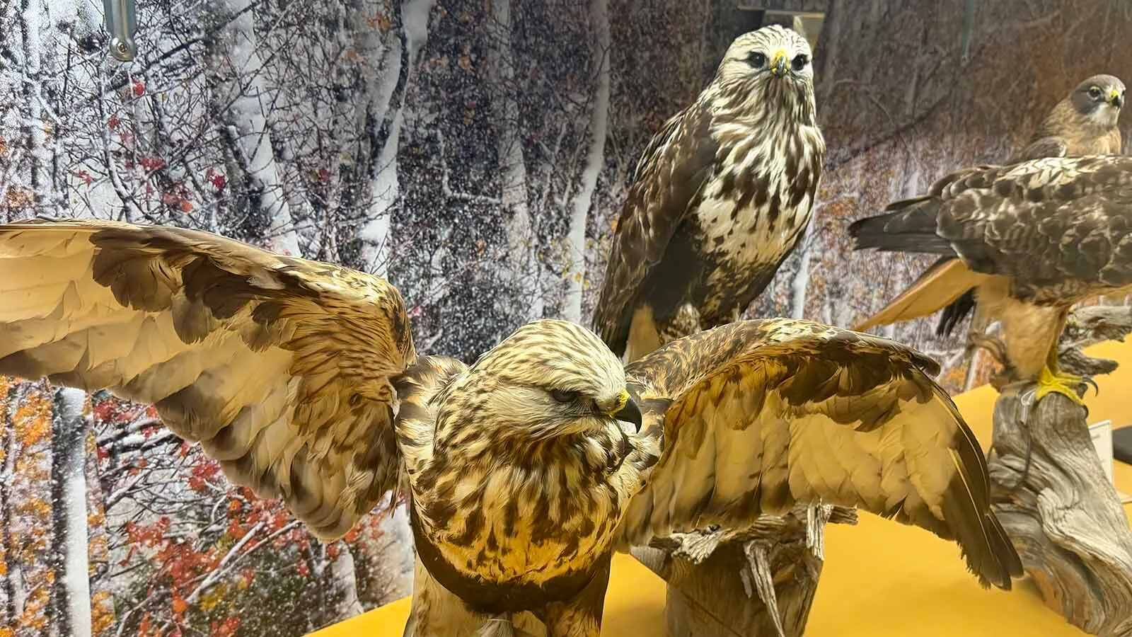 Hundreds Of Eyes: Alone After Dark With 450 Dead Animals At Casper ...