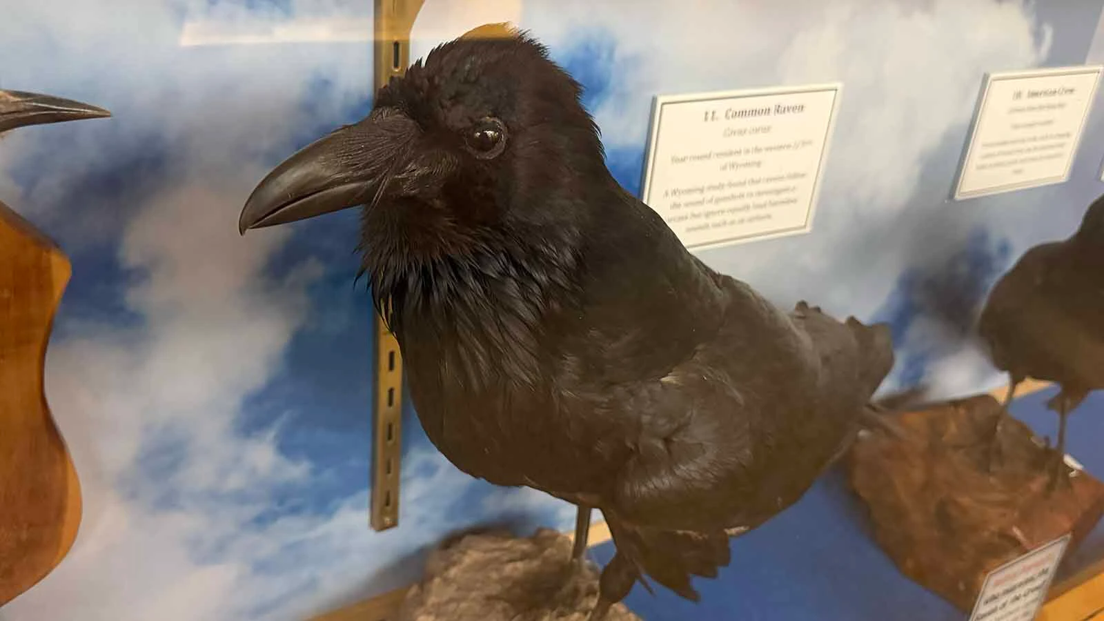 A common raven stares from behind glass in the bird collection at Casper College’s Werner Wildlife Museum.