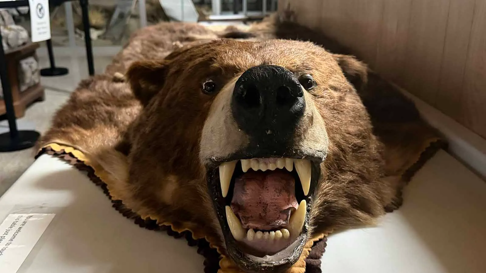 Hundreds Of Eyes: Alone After Dark With 450 Dead Animals At Casper ...
