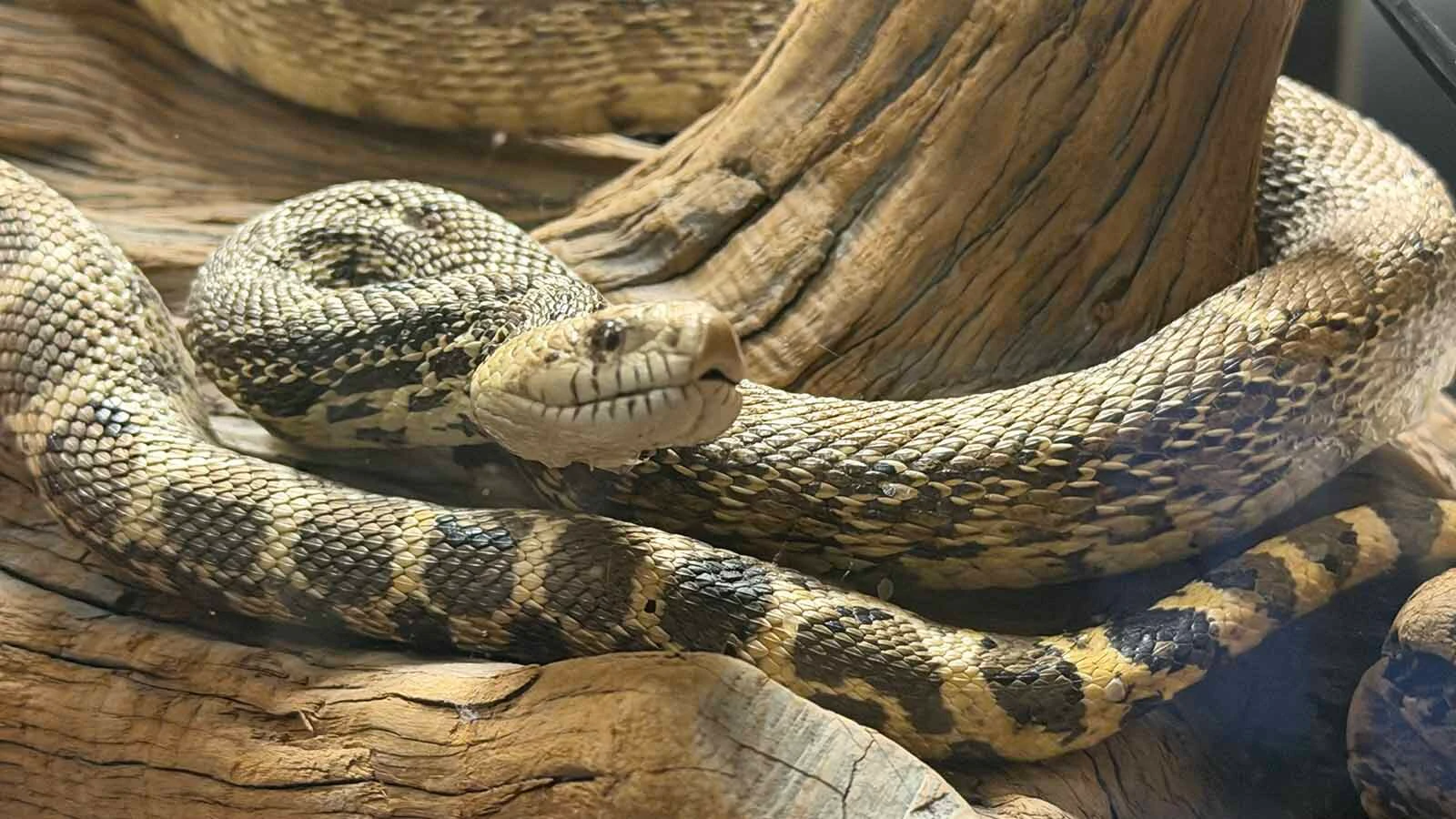 Coiled snakes are among roughly 450 animal, bird and fish specimens housed inside Casper College’s Werner Wildlife Museum.