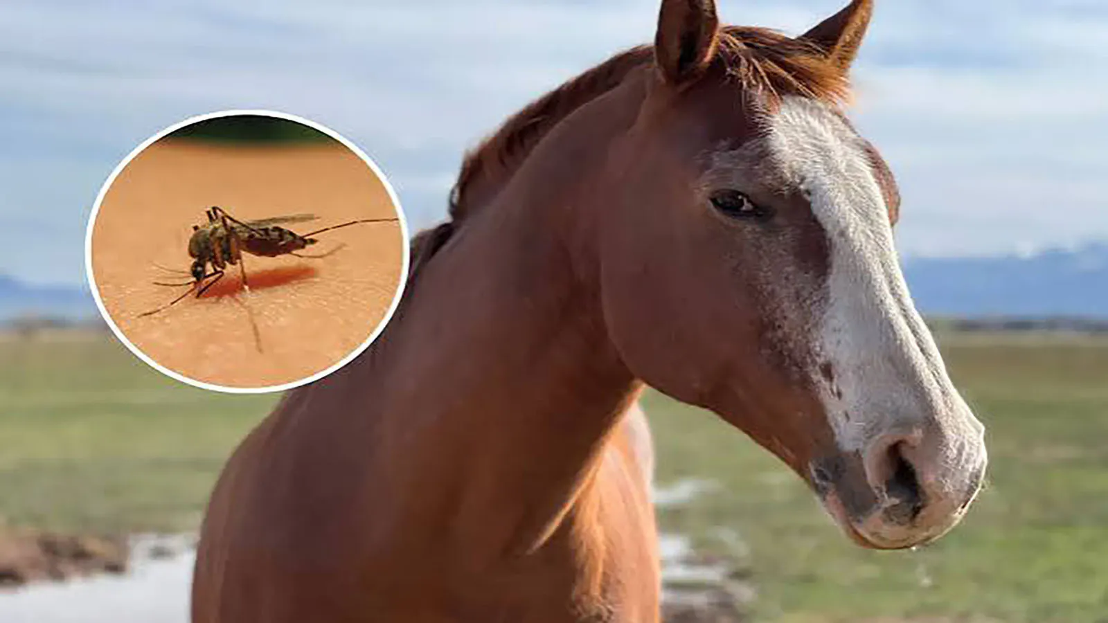 Three cases of equine West Nile virus have been reported this year, two in Fremont County.
