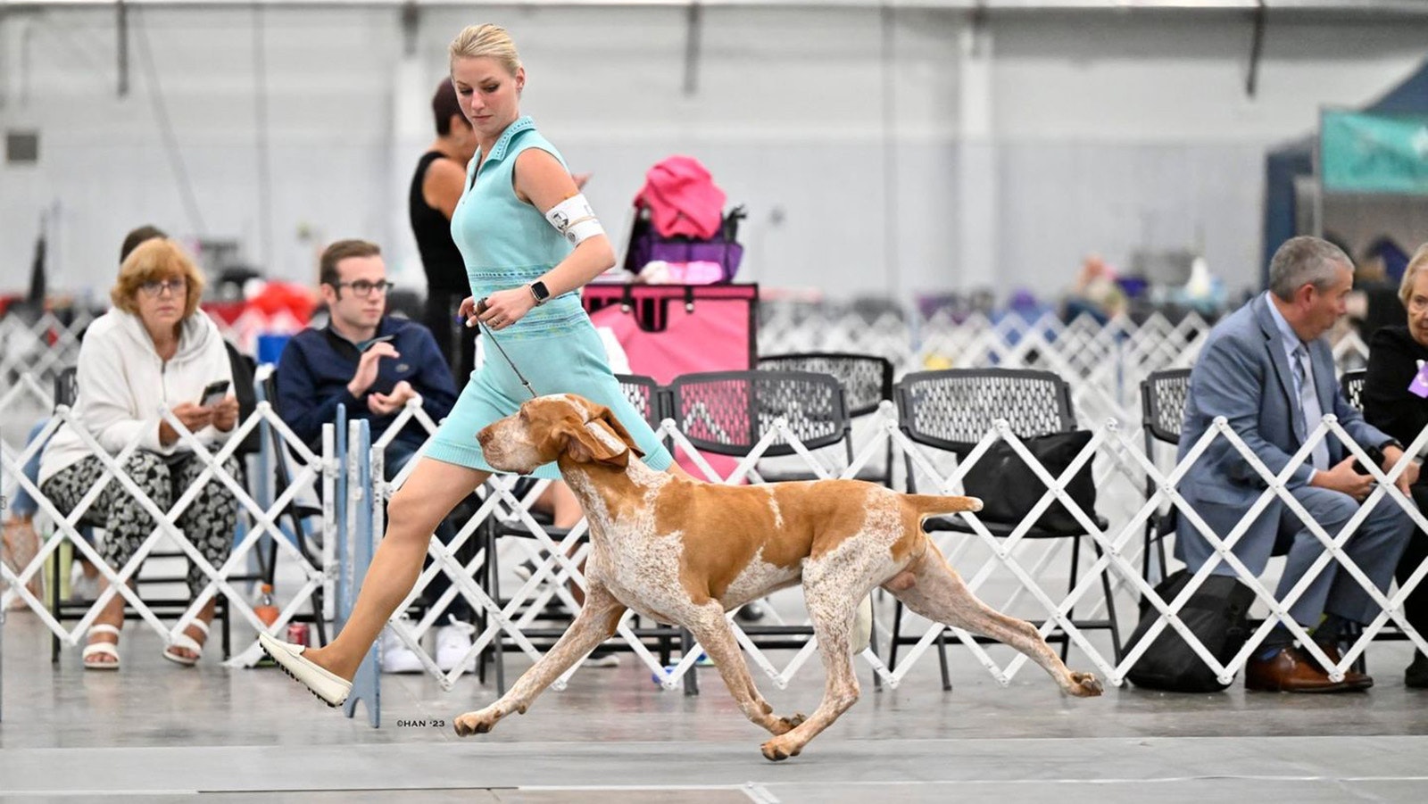 Rowan is put through his paces by professional handler Natasha Wilson during a competition at Evergreen Colorado Kennel Club in September.