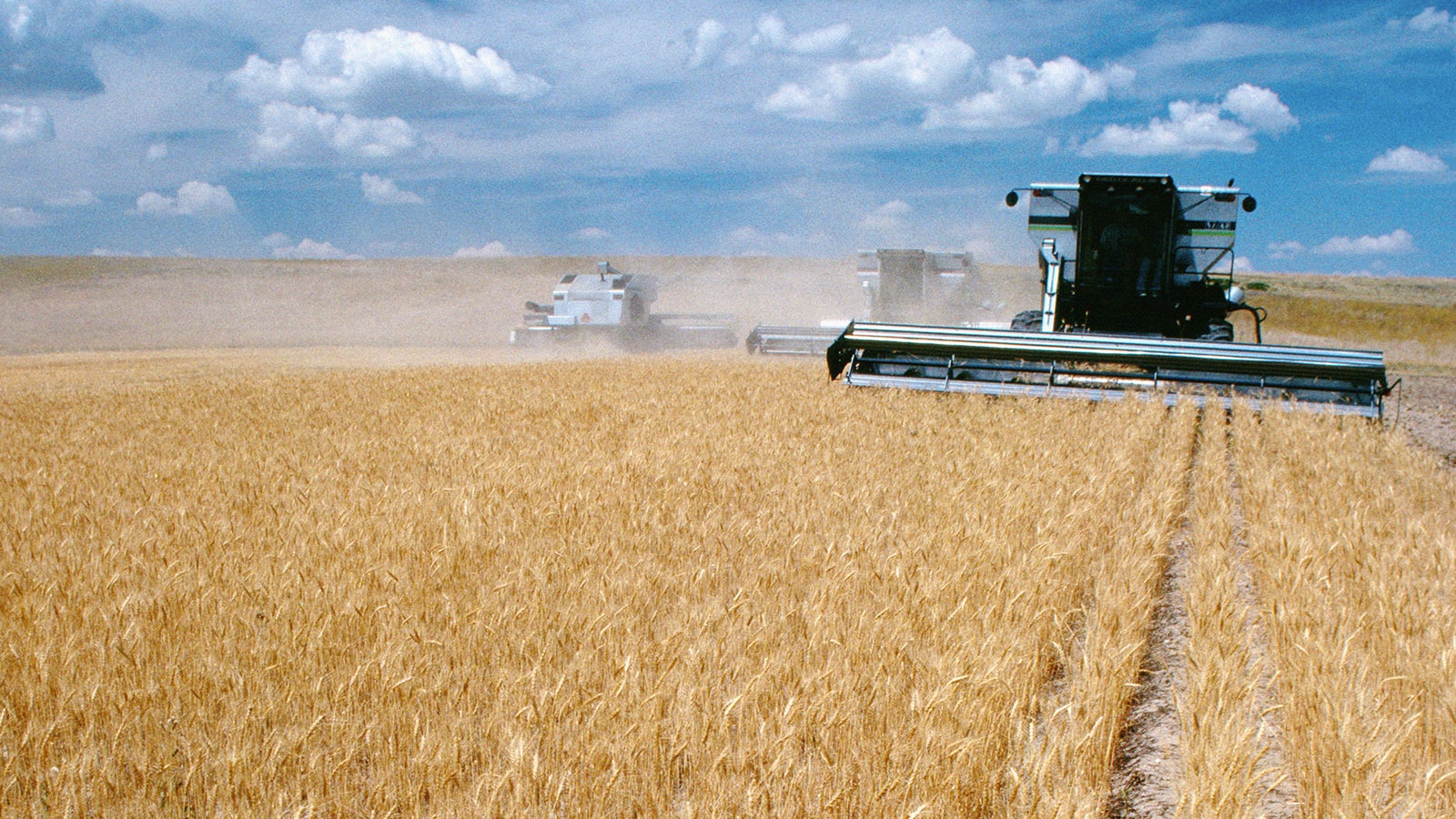 A snowy winter may have wreaked havoc on Wyoming wildlife, but it's been good for wheat farmers.