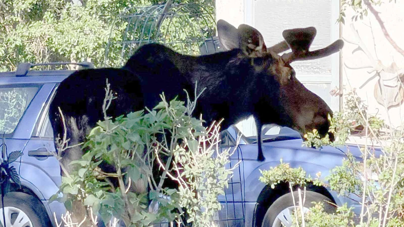 A young bull moose wandered into Wheatland on Sunday, June 21, 2026.
