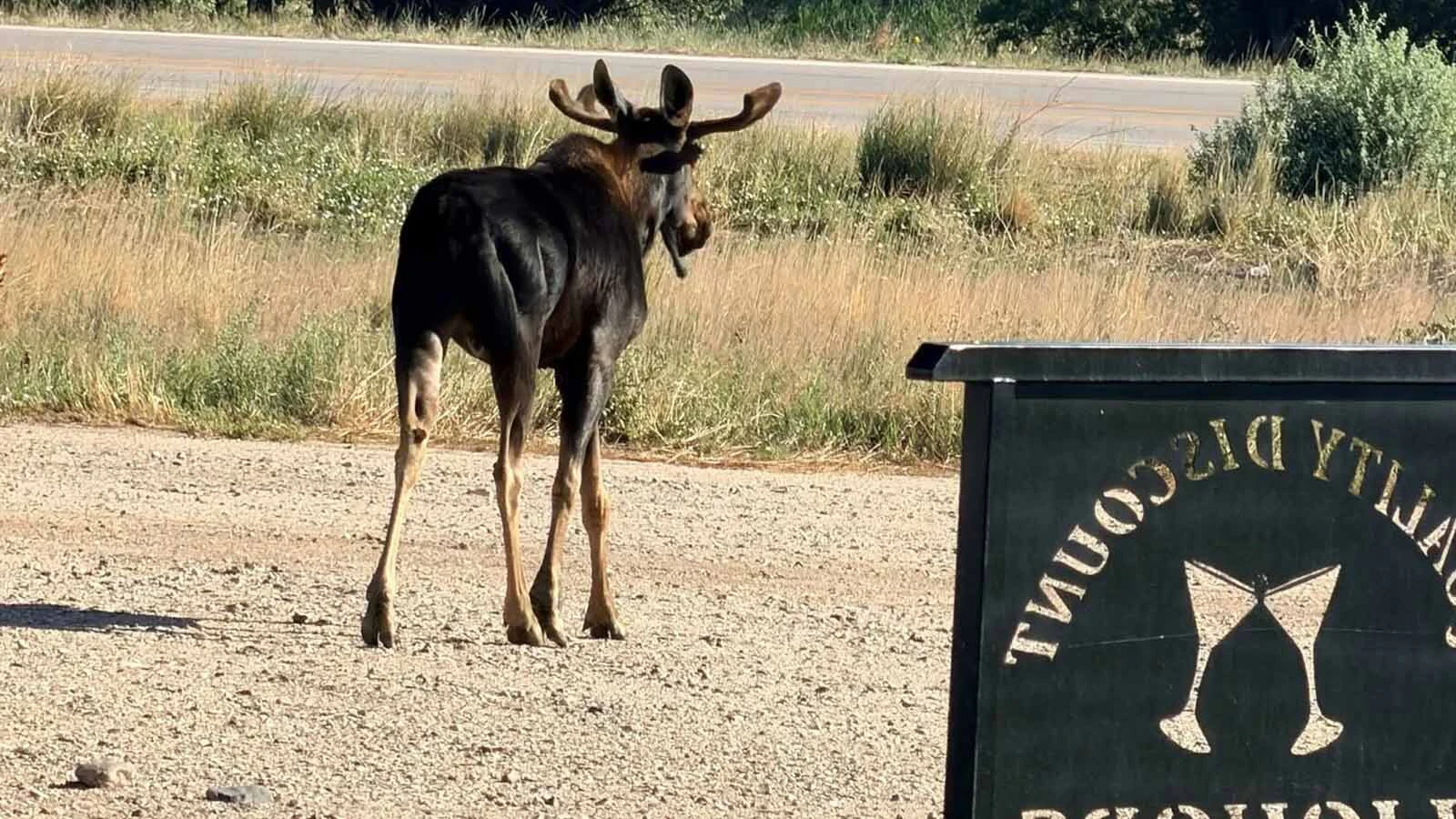 A young bull moose wandered into Wheatland on Sunday, June 21, 2026.