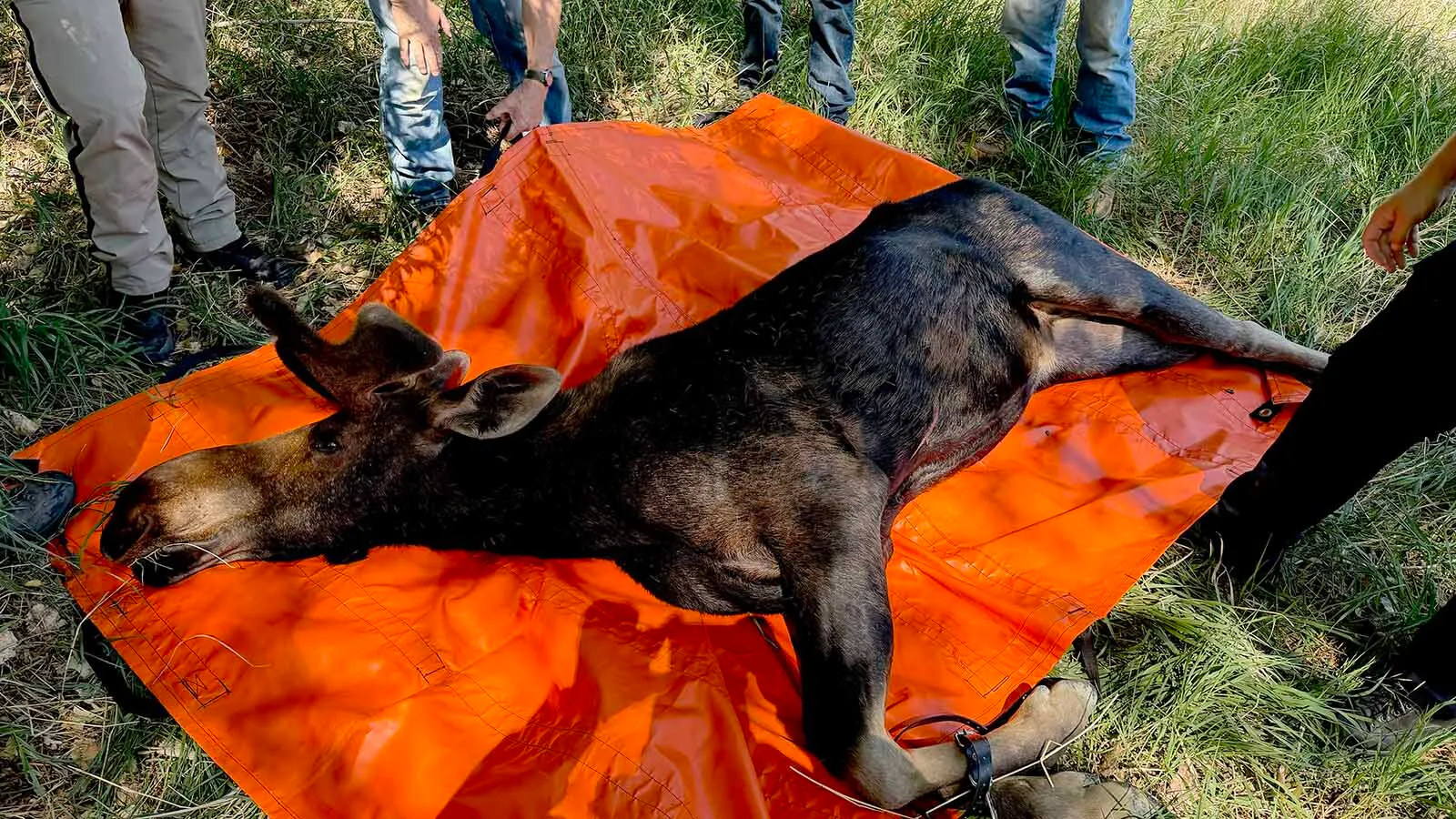 Wheatland firefighters and Wyoming Game and Fish personnel prepare to lift a young bull moose that was tranquilized and rolled onto a tarp early Sunday.