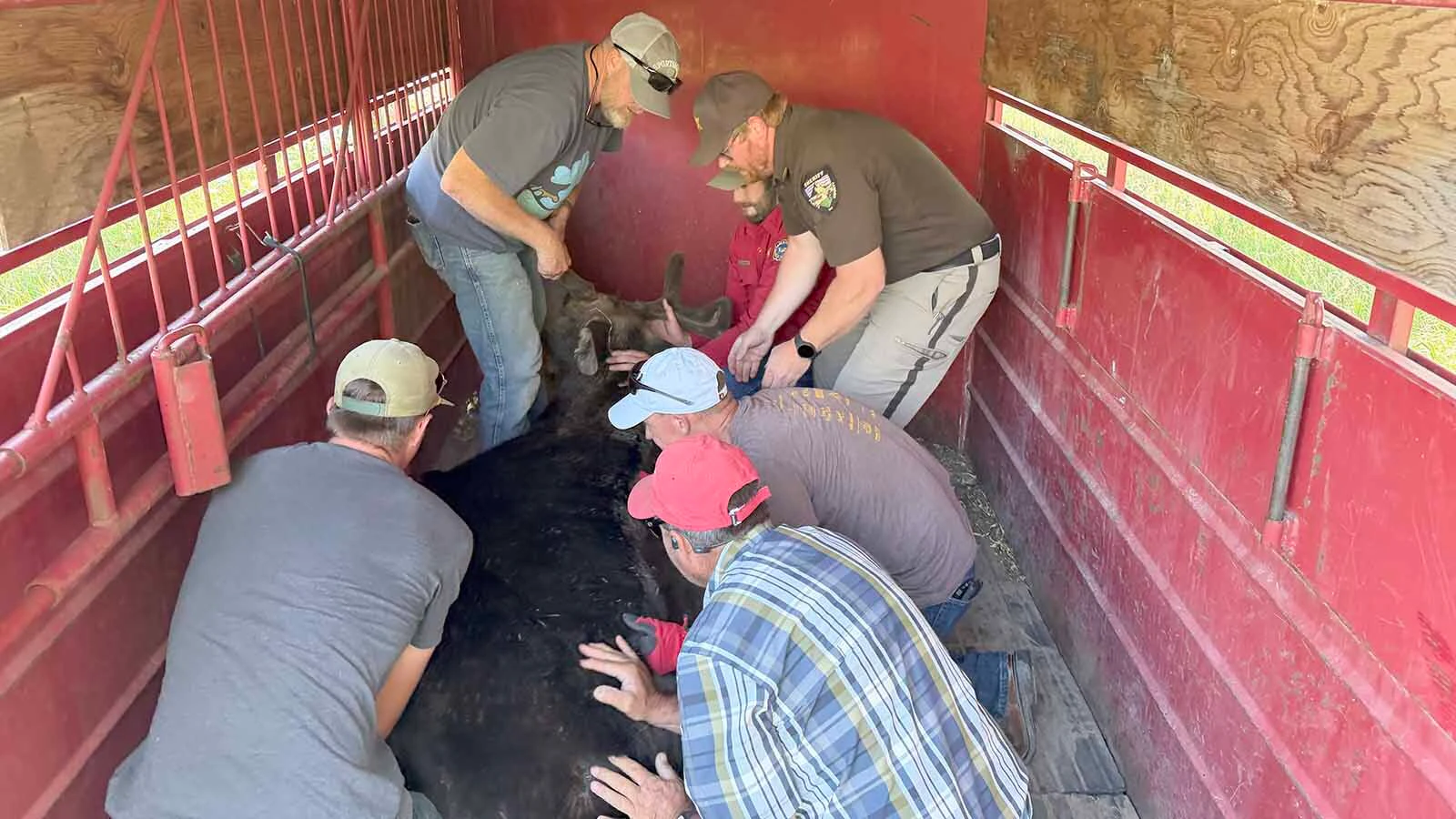 Wheatland firefighters and Wyoming Game and Fish personnel load a tranquilized young bull moose into a horse trailer early Sunday.