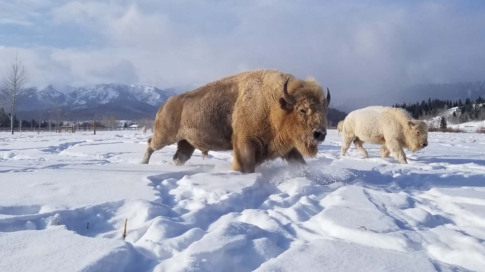 Billionaire Joe Ricketts’ white bison herd thrives at Jackson Fork Ranch in Wyoming’s Upper Hoback Valley. Started in 2004, the 17-head herd roam the property and can be seen by guests.