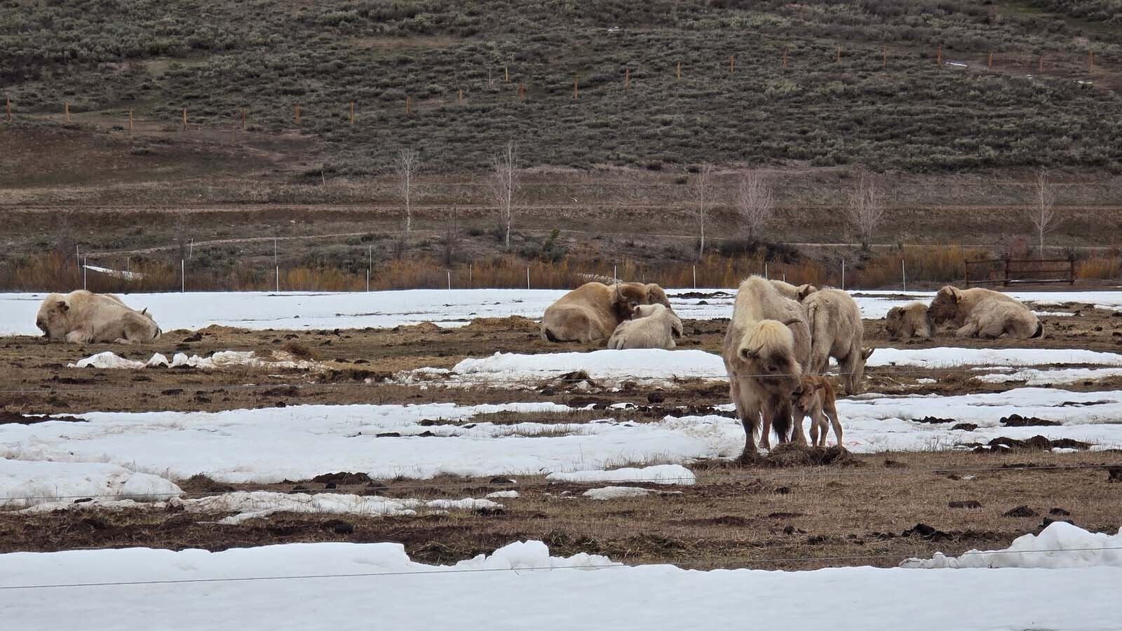 Billionaire Joe Ricketts’ white bison herd thrives at Jackson Fork Ranch in Wyoming’s Upper Hoback Valley. Started in 2004, the 17-head herd roam the property and can be seen by guests.