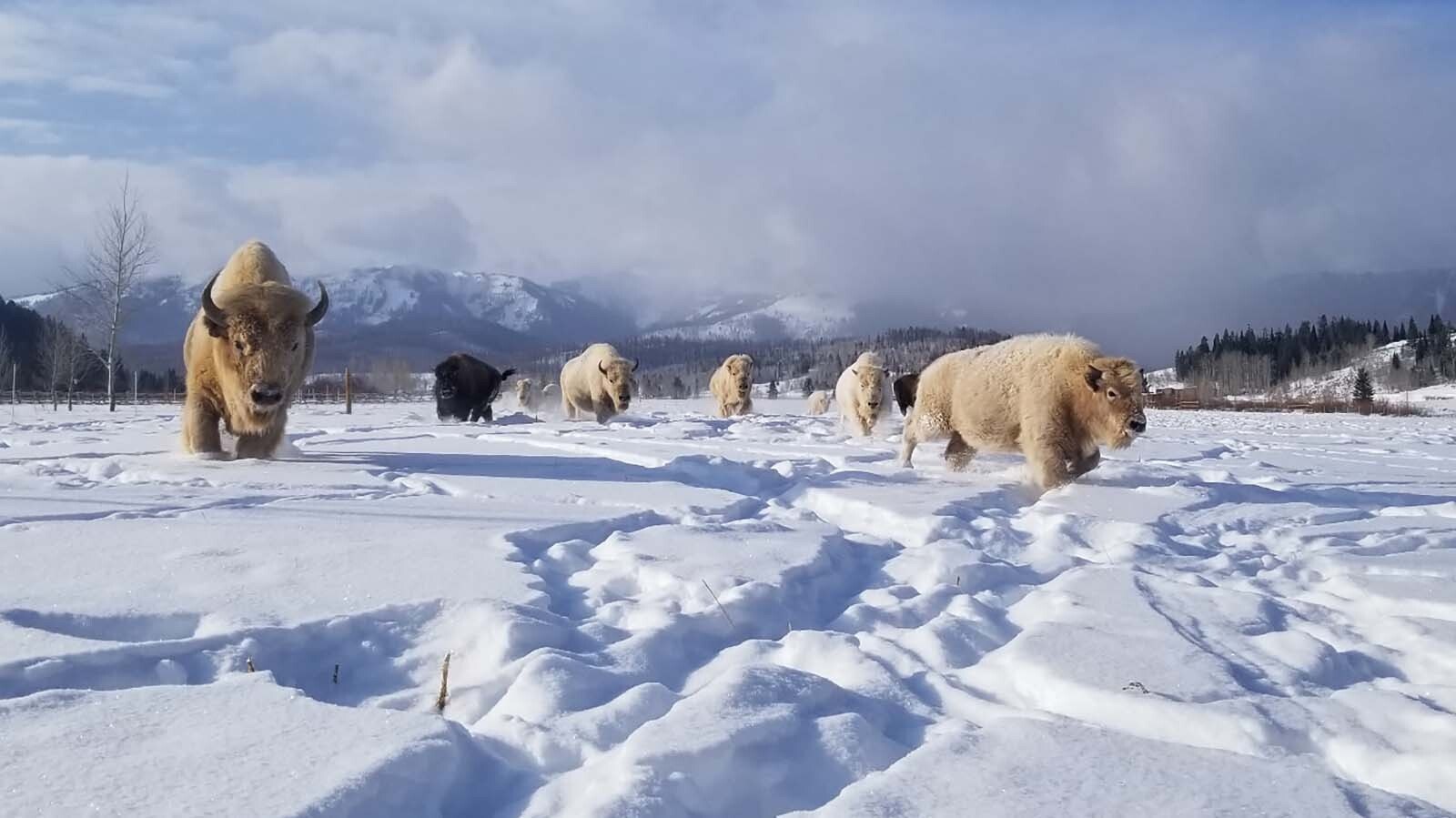 Billionaire Joe Ricketts’ white bison herd thrives at Jackson Fork Ranch in Wyoming’s Upper Hoback Valley. Started in 2004, the 17-head herd roam the property and can be seen by guests.