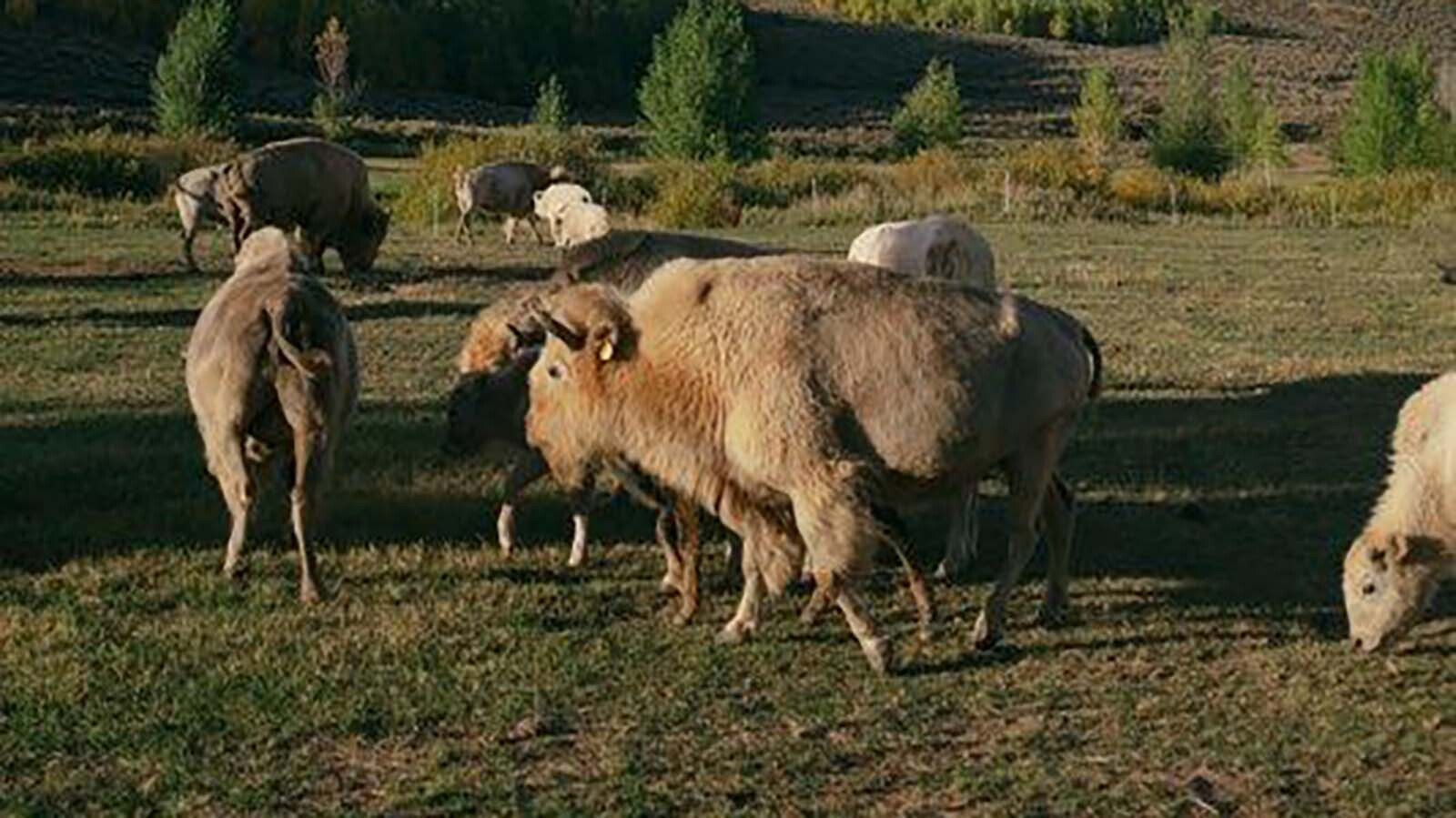Billionaire Joe Ricketts’ white bison herd thrives at Jackson Fork Ranch in Wyoming’s Upper Hoback Valley. Started in 2004, the 17-head herd roam the property and can be seen by guests.