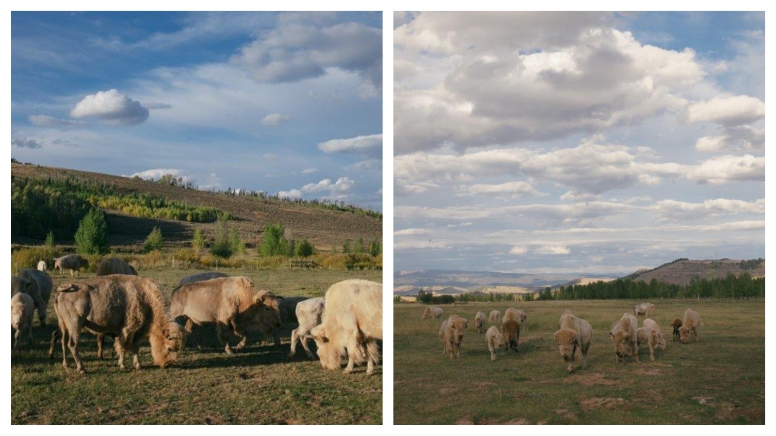 Billionaire Joe Ricketts’ white bison herd thrives at Jackson Fork Ranch in Wyoming’s Upper Hoback Valley. Started in 2004, the 17-head herd roam the property and can be seen by guests.