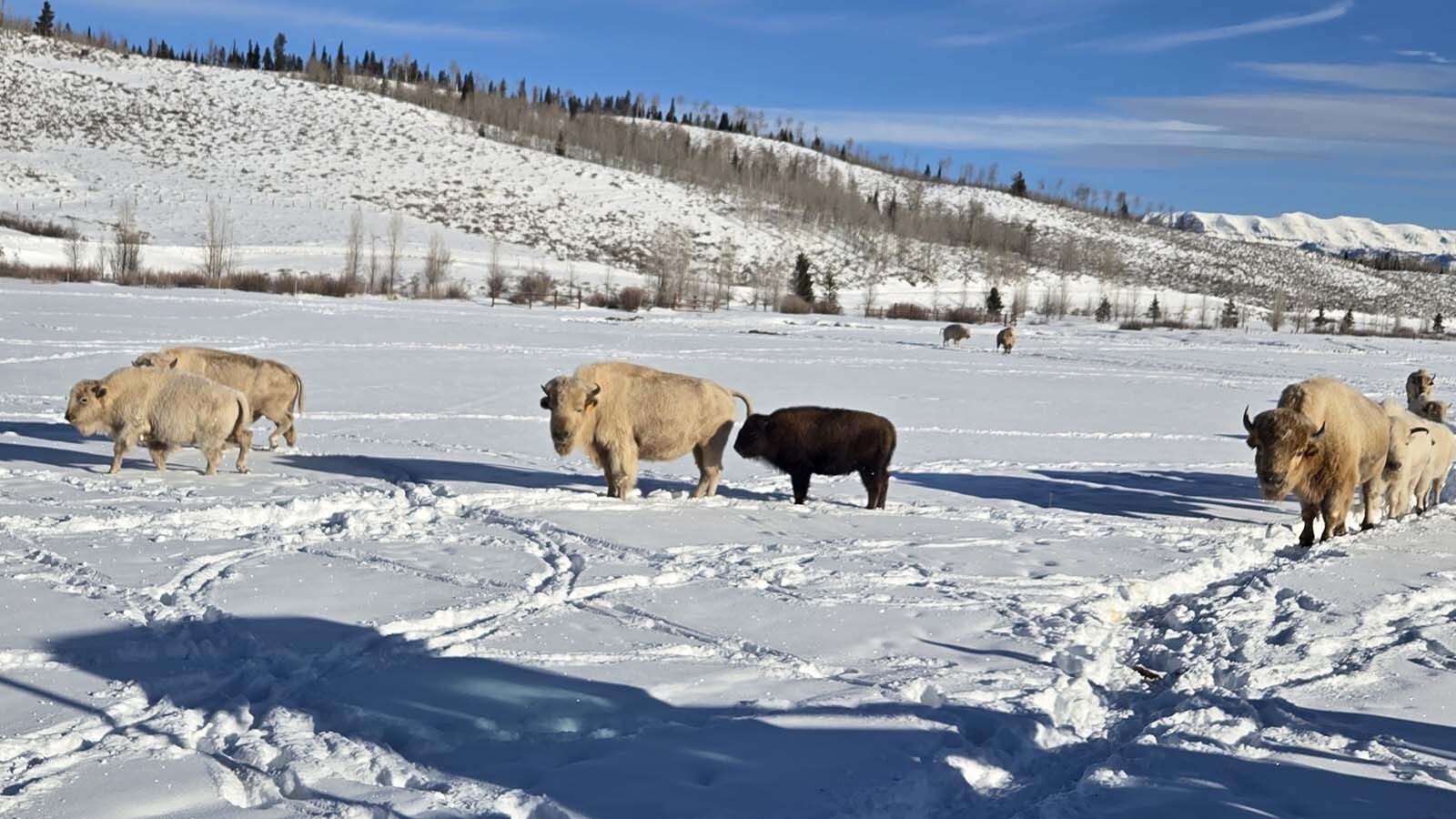 Billionaire Joe Ricketts’ white bison herd thrives at Jackson Fork Ranch in Wyoming’s Upper Hoback Valley. Started in 2004, the 17-head herd roam the property and can be seen by guests.