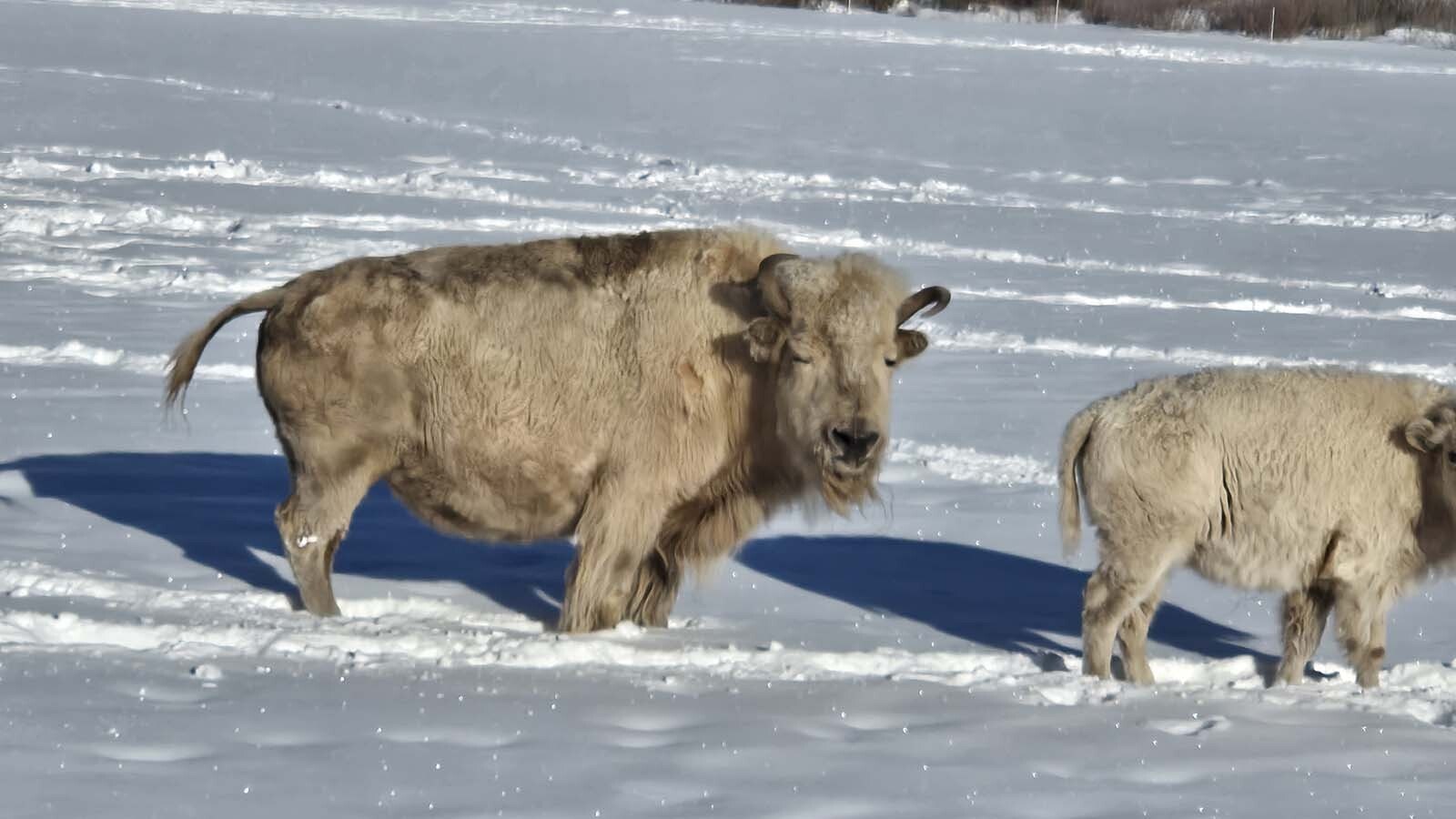 Billionaire Joe Ricketts’ white bison herd thrives at Jackson Fork Ranch in Wyoming’s Upper Hoback Valley. Started in 2004, the 17-head herd roam the property and can be seen by guests.