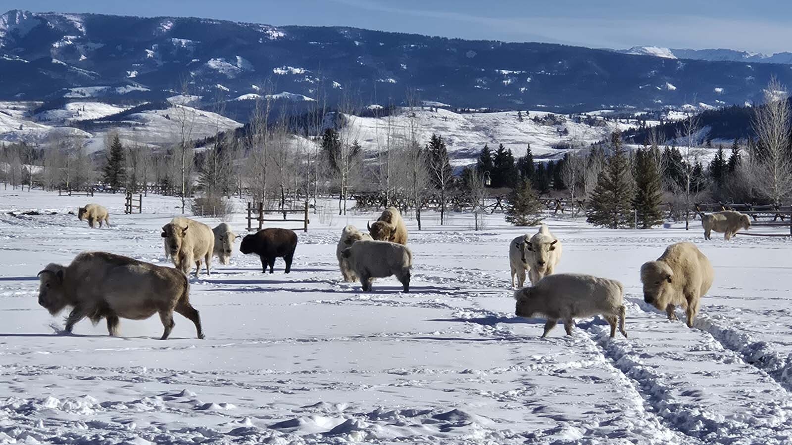 Billionaire Joe Ricketts’ white bison herd thrives at Jackson Fork Ranch in Wyoming’s Upper Hoback Valley. Started in 2004, the 17-head herd roam the property and can be seen by guests.