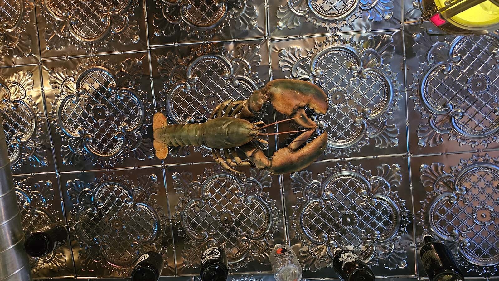 This lobster on the ceiling at the White Wolf Saloon is real, its new owner says.