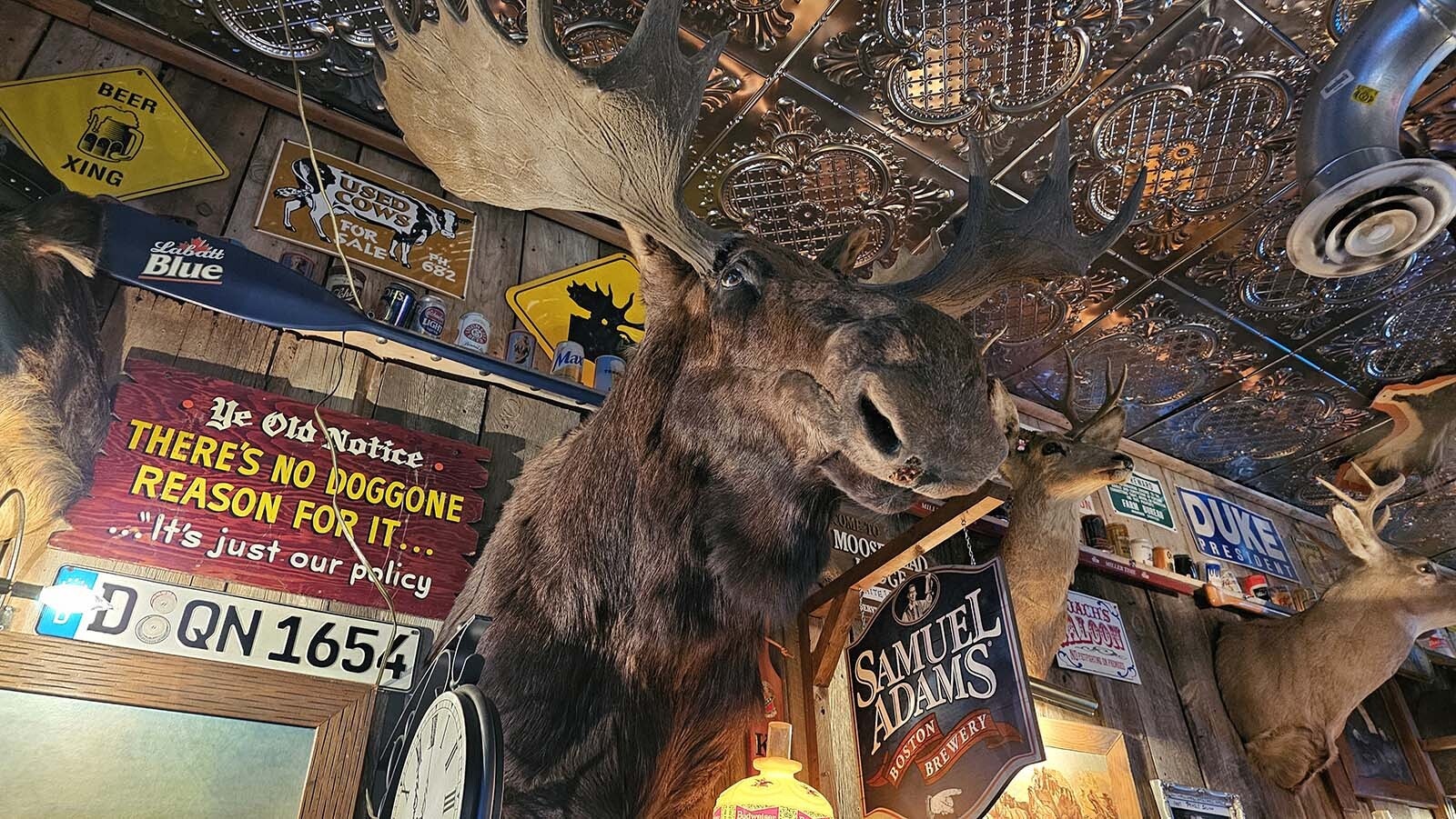 The moose's antler is sheltering a hidden squirrel. Only the most sober patrons will ever notice it, but it's just one of the many great conversation pieces at the White Wolf Saloon, where the regulars will make a newcomer feel right at home as soon as they walk in the door.