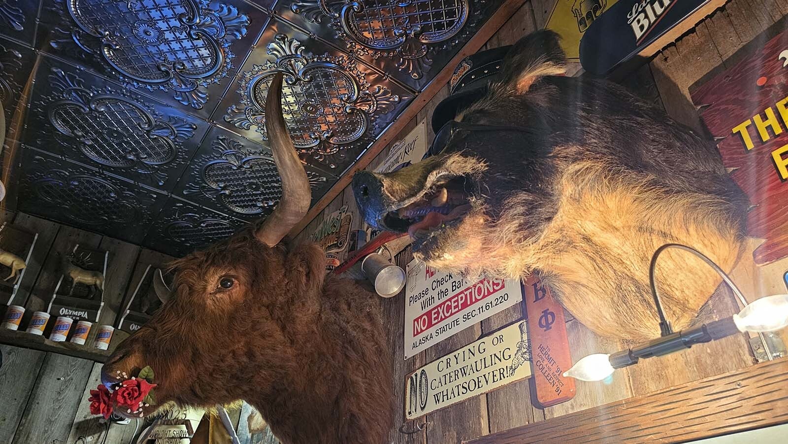 Mounted taxidermy animals are all over the walls at the White Wolf Saloon in Douglas, and that's not going to change, according to new owner Bruce Winton.