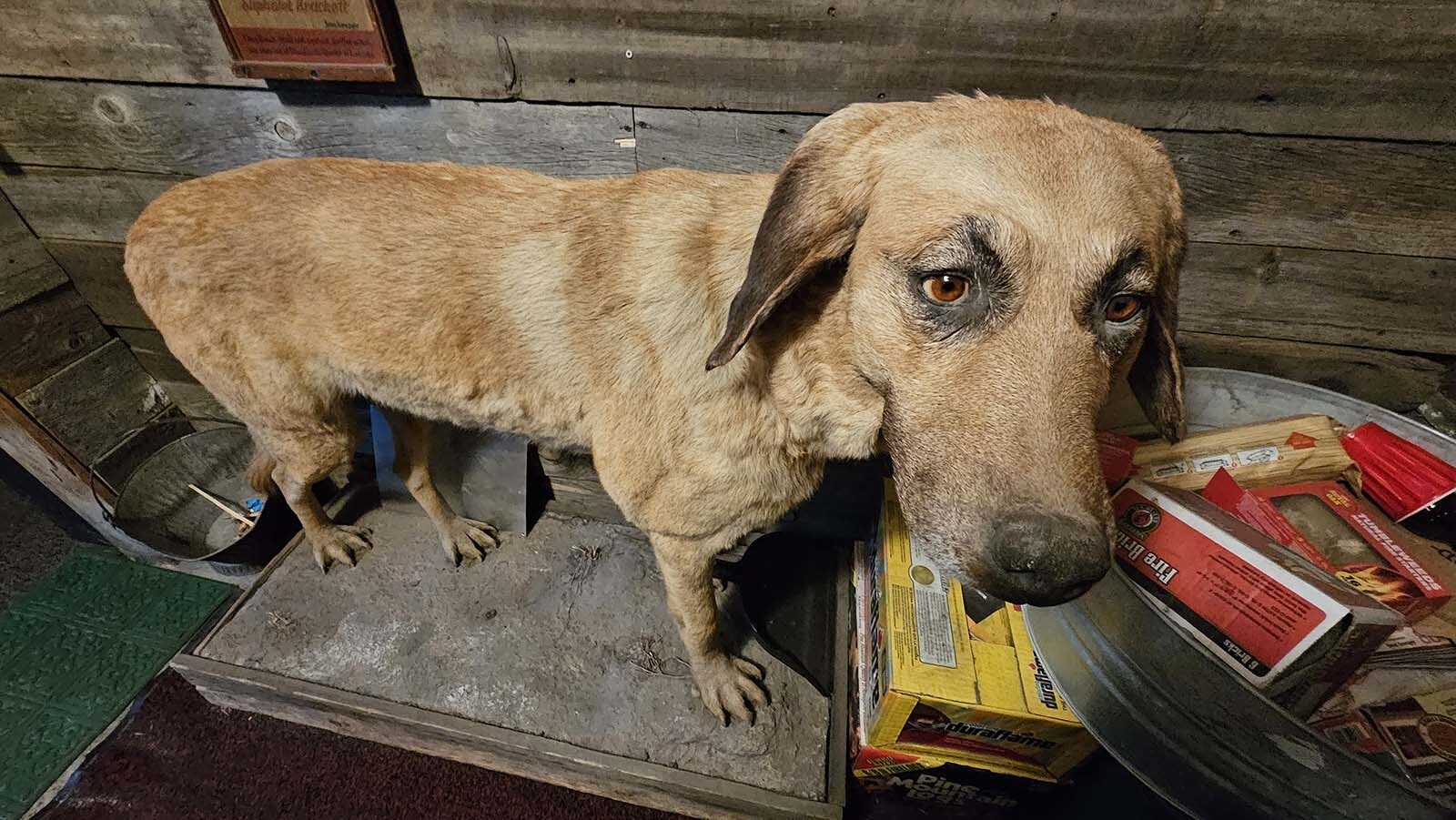 Budweiser is a chinook, which is a loyal and intelligent breed prized for sled dogs. He's among the artifacts at the White Wolf Saloon in Douglas.