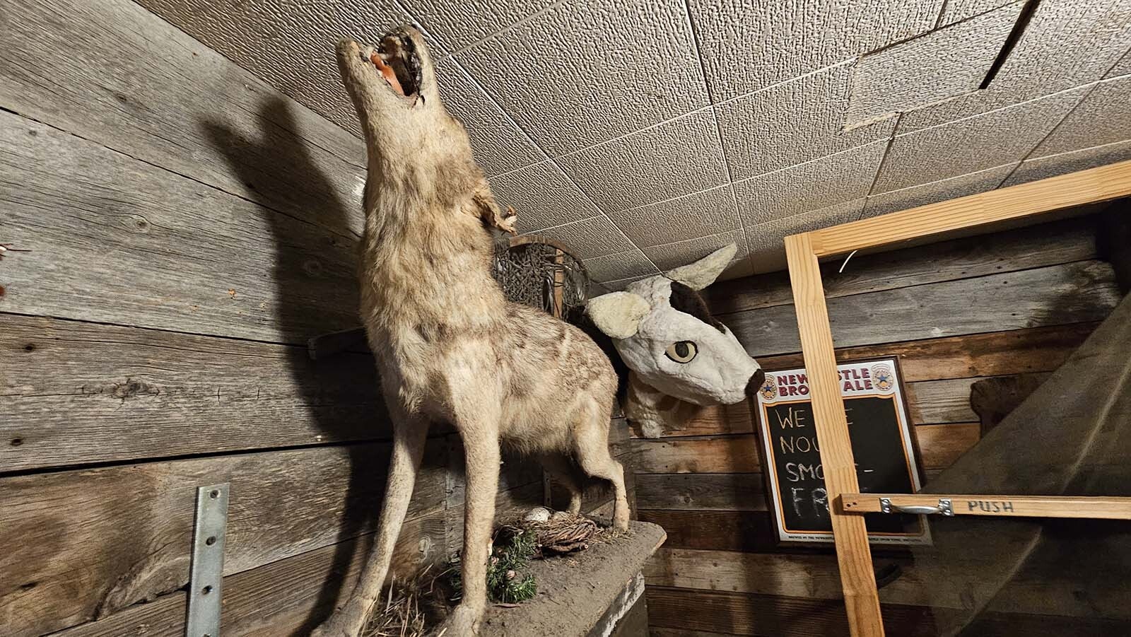 This is a coyote, not to be confused with a white wolf, which is much larger. It is among artifacts  at the White Wolf Saloon in Douglas.