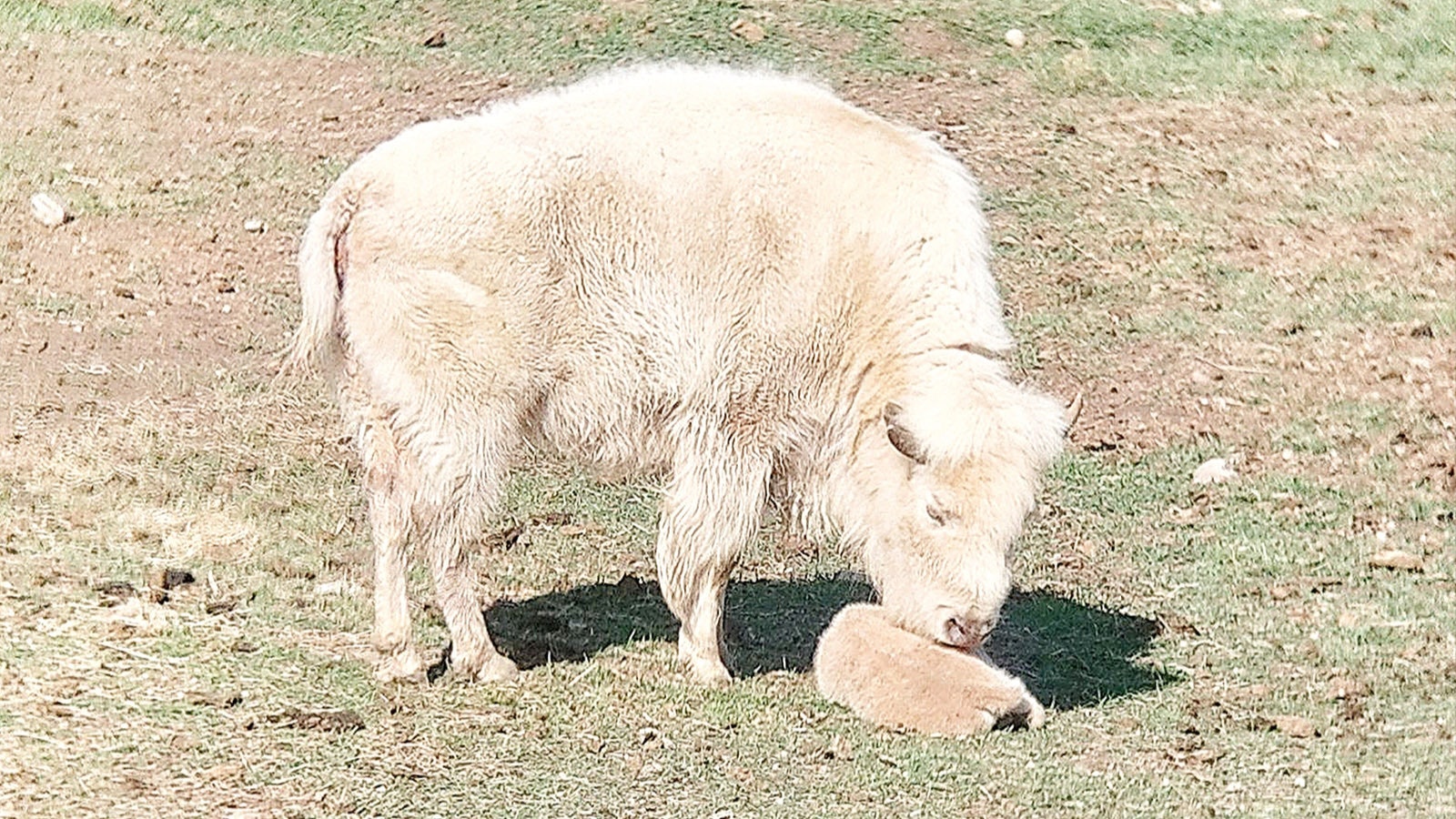 A white bison named Wyoming Hope gave birth Tuesday morning to a white bison calf at Bear River State Park.