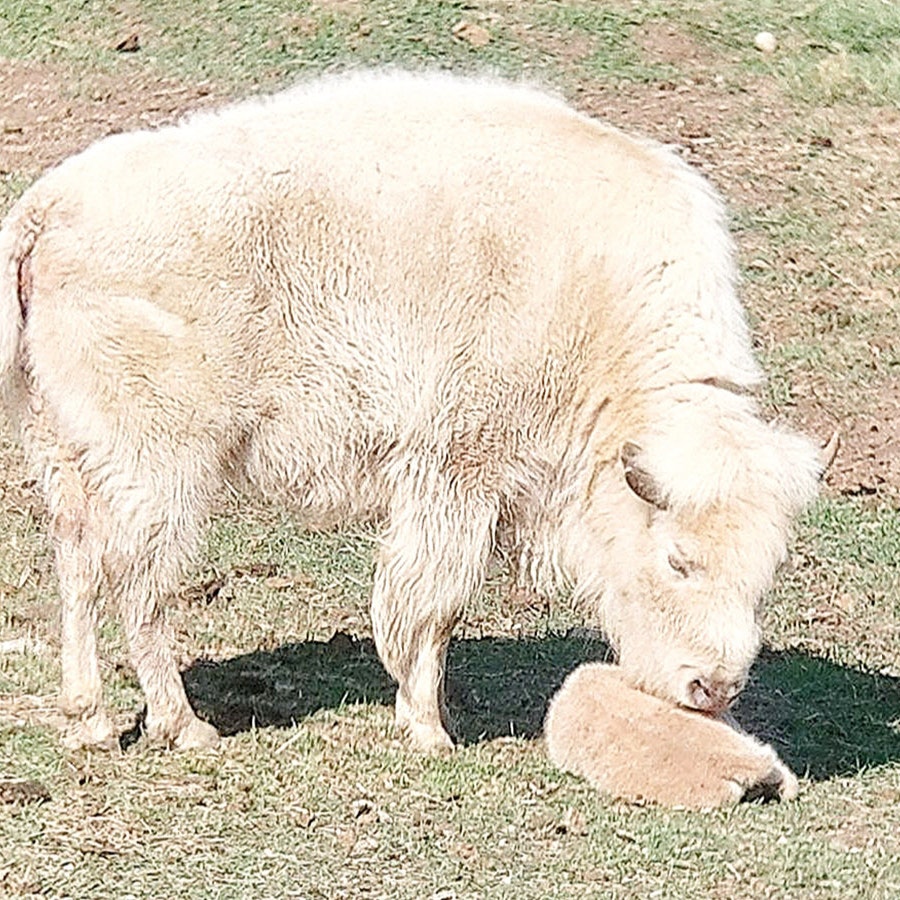 A white bison named Wyoming Hope gave birth Tuesday morning to a 1-in-10 million white bison calf at Bear Lake State Park.