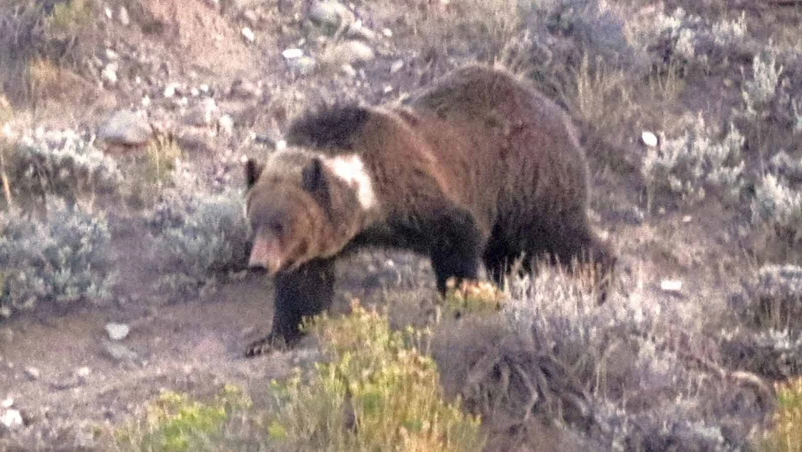 This grizzly has been spotted in the South Fork area near Cody. It’s sporting a band of white fur around its neck, called a “tuxedo” collar by bear enthusiasts. Tuxedos are fairly common among cubs but rare for adults.