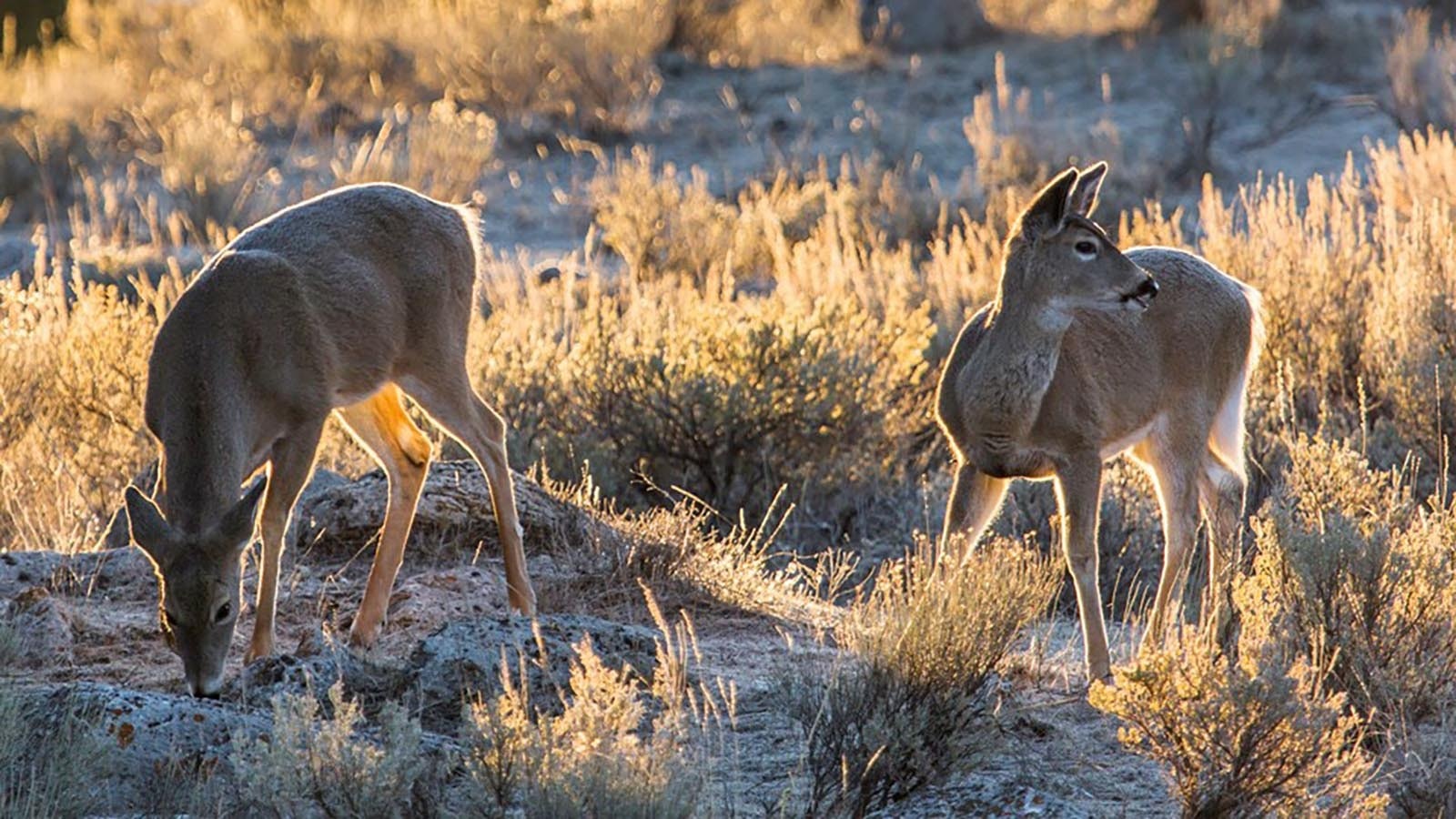 A pair of white-tailed deer graze on sagebrush in this file photo.