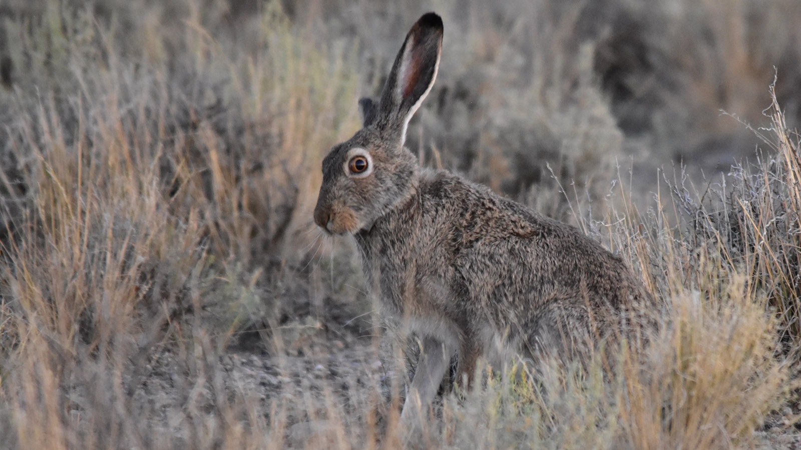 A white-tailed jackrabbit in the brush at Seedskadee National Wildlife Refuge in Sweetwater County, Wyoming.