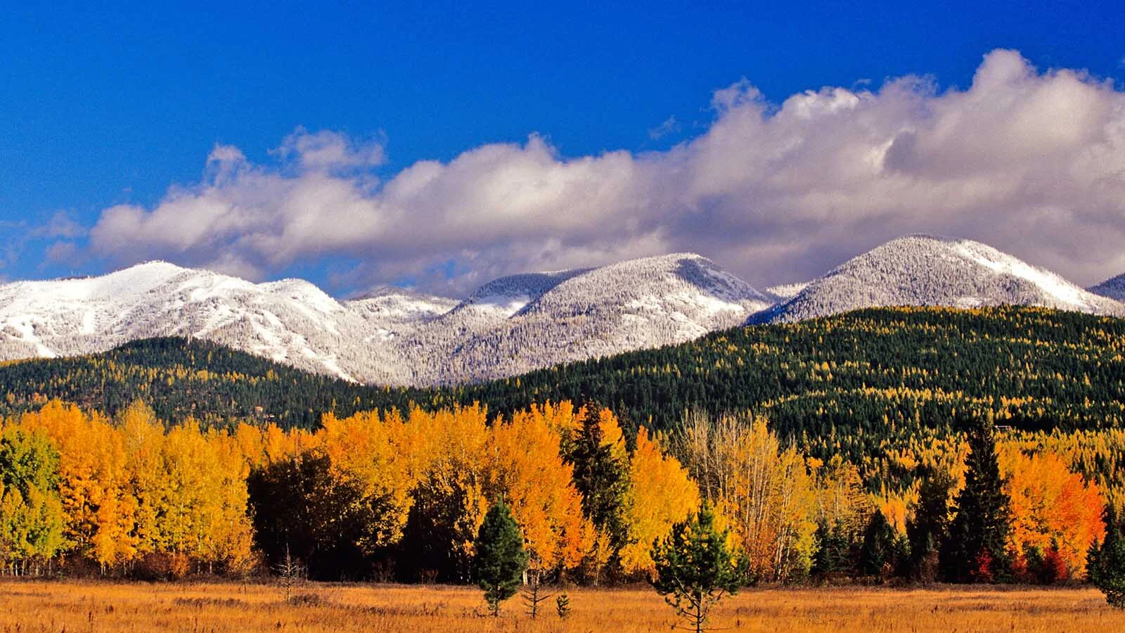 The fall colors explode at the foot of the Whitefish Mountains in Montana.