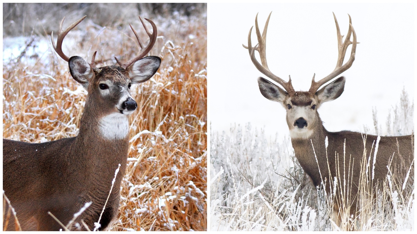 4 Things to Know About Mule Deer Hunts with Table Mountain