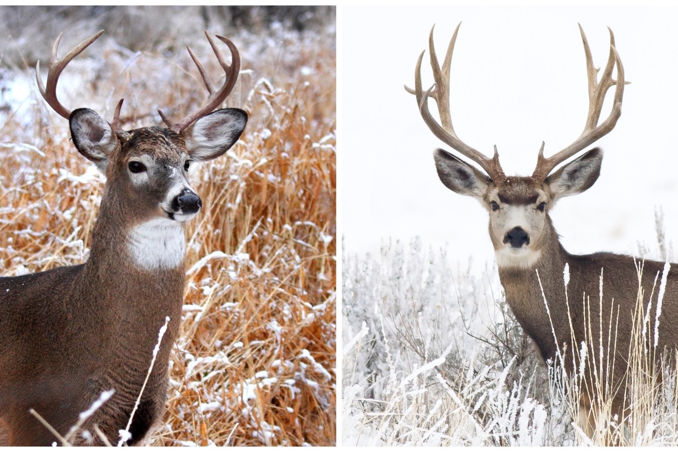 A whitetail deer, left, and mule deer, right.