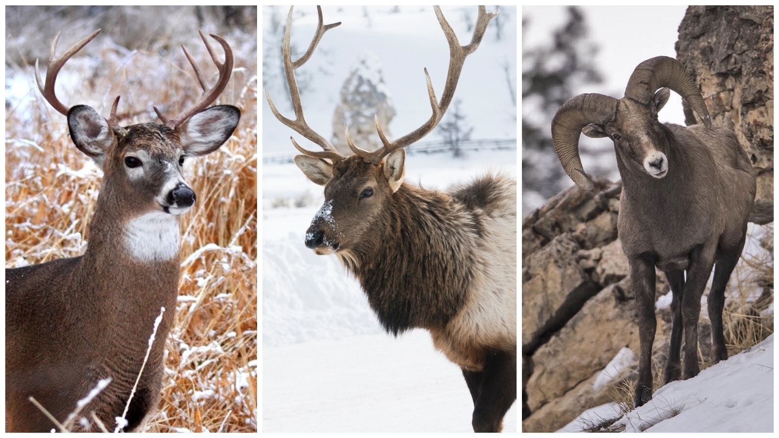 Two weeks into the legislative session, bills that would split mule deer and whitetail hunting seasons, compensate ranchers hungry elk gobble and reintroduce bighorn sheep to remote central Wyoming gain traction.