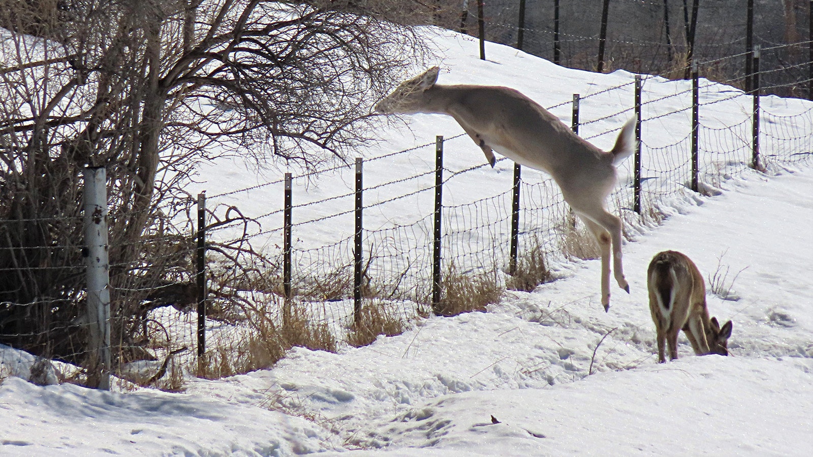 A whitetail doe leaps a fence near Lander. Although there will be cuts in hunting tags for antelope and mule deer this fall, whitetail tags will be increased in some hunt areas