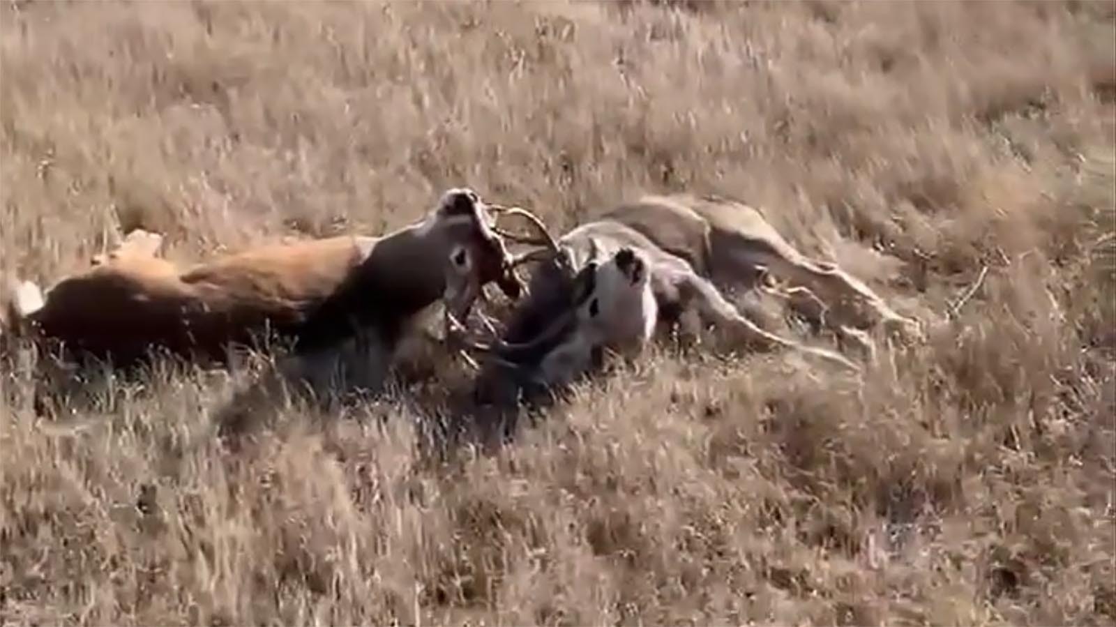 A whitetail buck (left) and a mule deer buck recently fought to the point of complete exhaustion in South Dakota. The bucks were separated, but it’s not clear whether they survived.