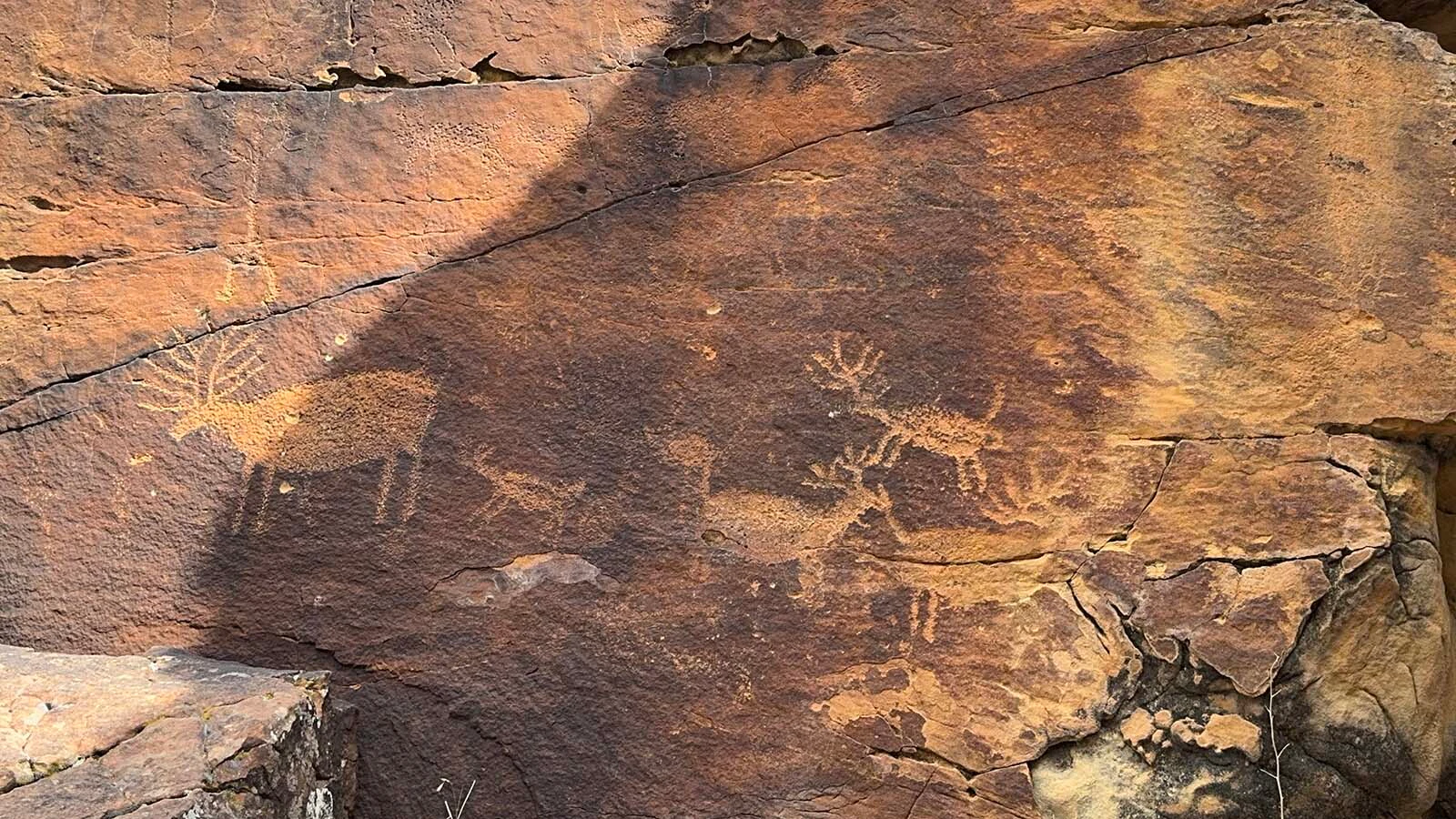 A petroglyph panel depicting multiple elk at Whoopup Canyon near Newcastle.