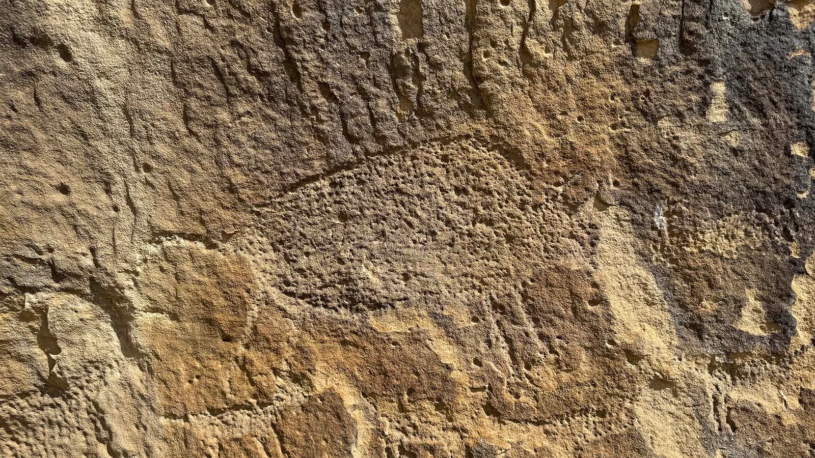 "Mister Bison," the only confirmed bison among the hundreds of petroglyphs at Whoopup Canyon. The dark iron oxide-manganese patina covering the bison has revealed that this image is over 8,000 years old.