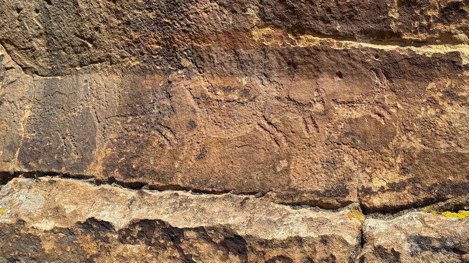 A line of pronghorn etched into the sandstone walls of Whoopup Canyon, one of the oldest and largest petroglyph sites in North America, just outside Newcastle.