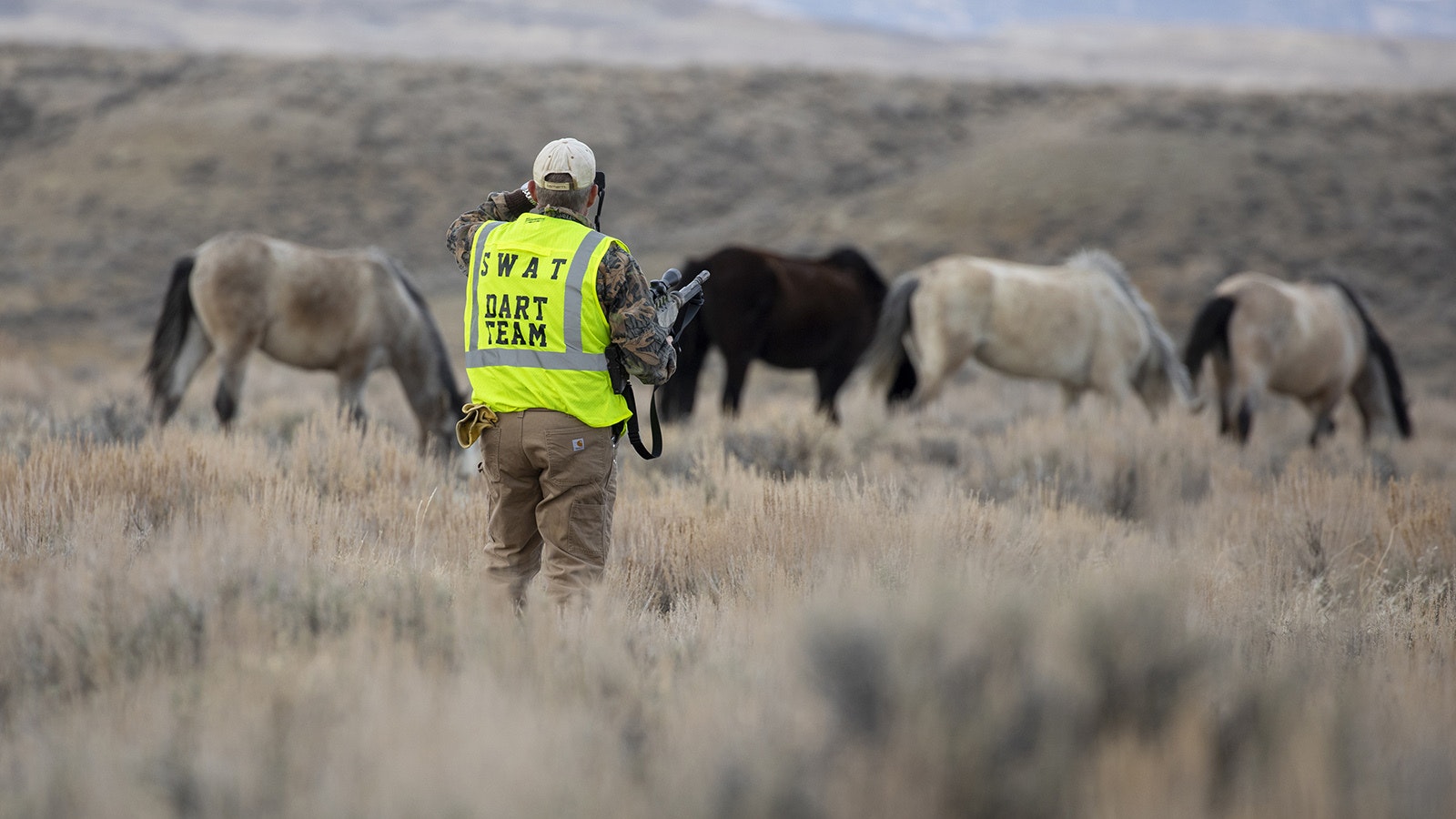 Gary Wadhams, a member of the volunteer Sand Wash Advocate Team (SWAT), prepares to dart wild horse mares with fertility-control drugs in northwest Colorado.