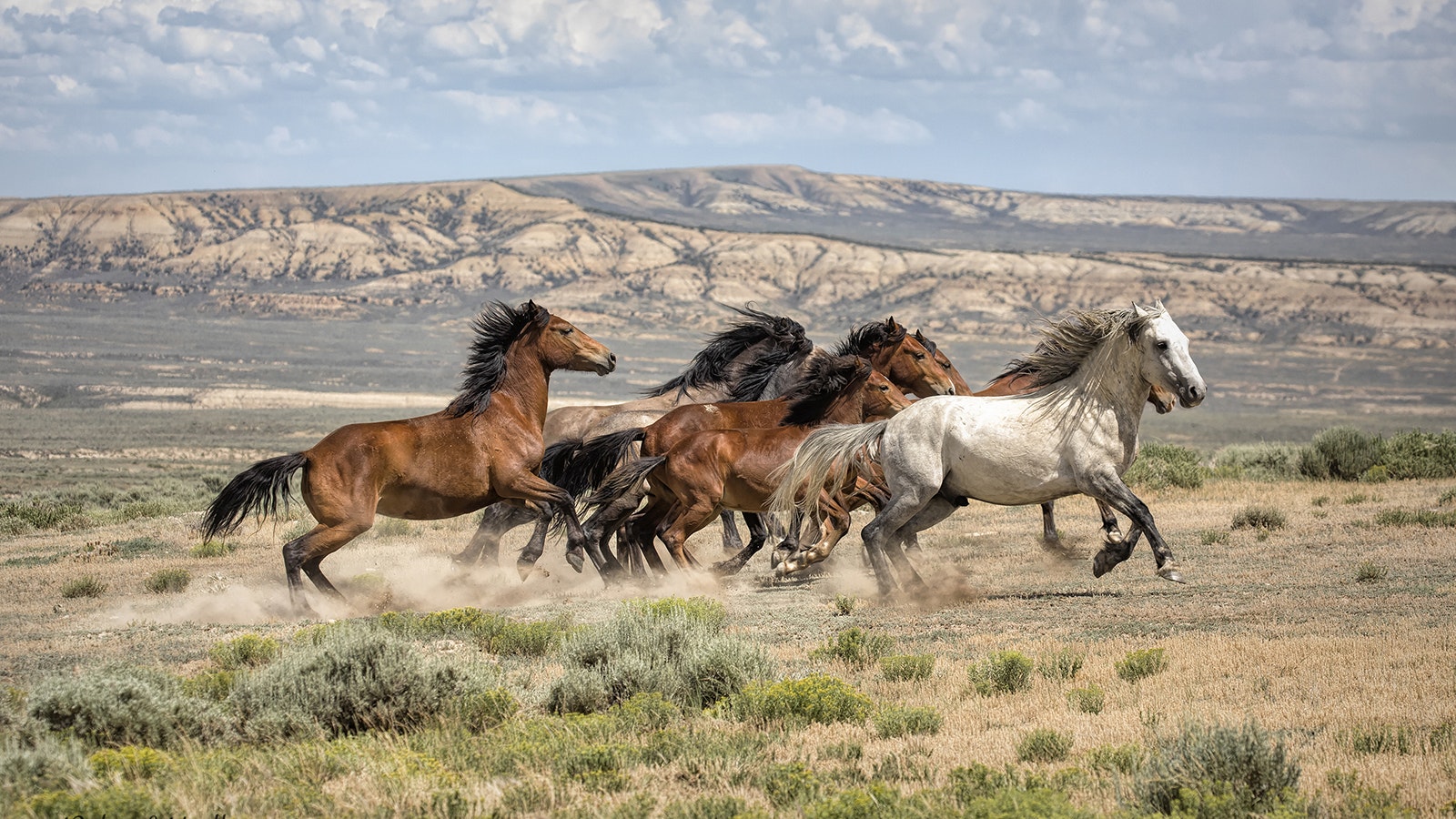 The Sand Wash Basin mustang herd lives on about 158,000 acres of rangeland near the tiny town of Maybell, Colorado, west of Craig.