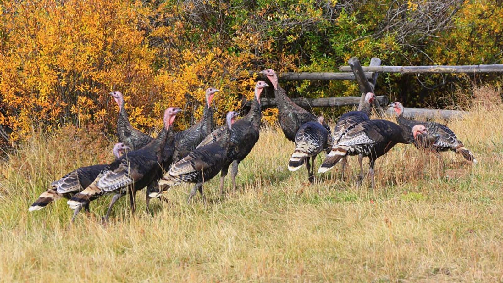 Wyoming’s Thanksgiving Day forecast is looking pleasant, with partly sunny skies and daytime temperatures in the high 40s. But freezing temperatures and snow accumulation are "definites," and could arrive as soon as Friday.