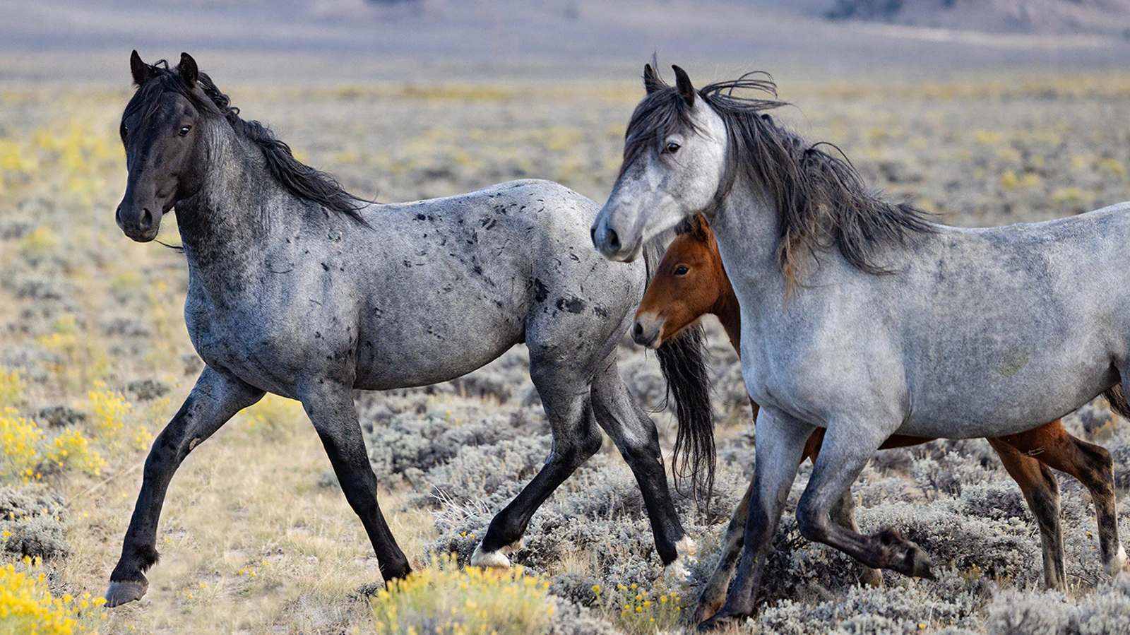 The Bureau of Land Management plans to round up roughly 1,800 mustangs in the Red Desert area of central and south-central Wyoming.