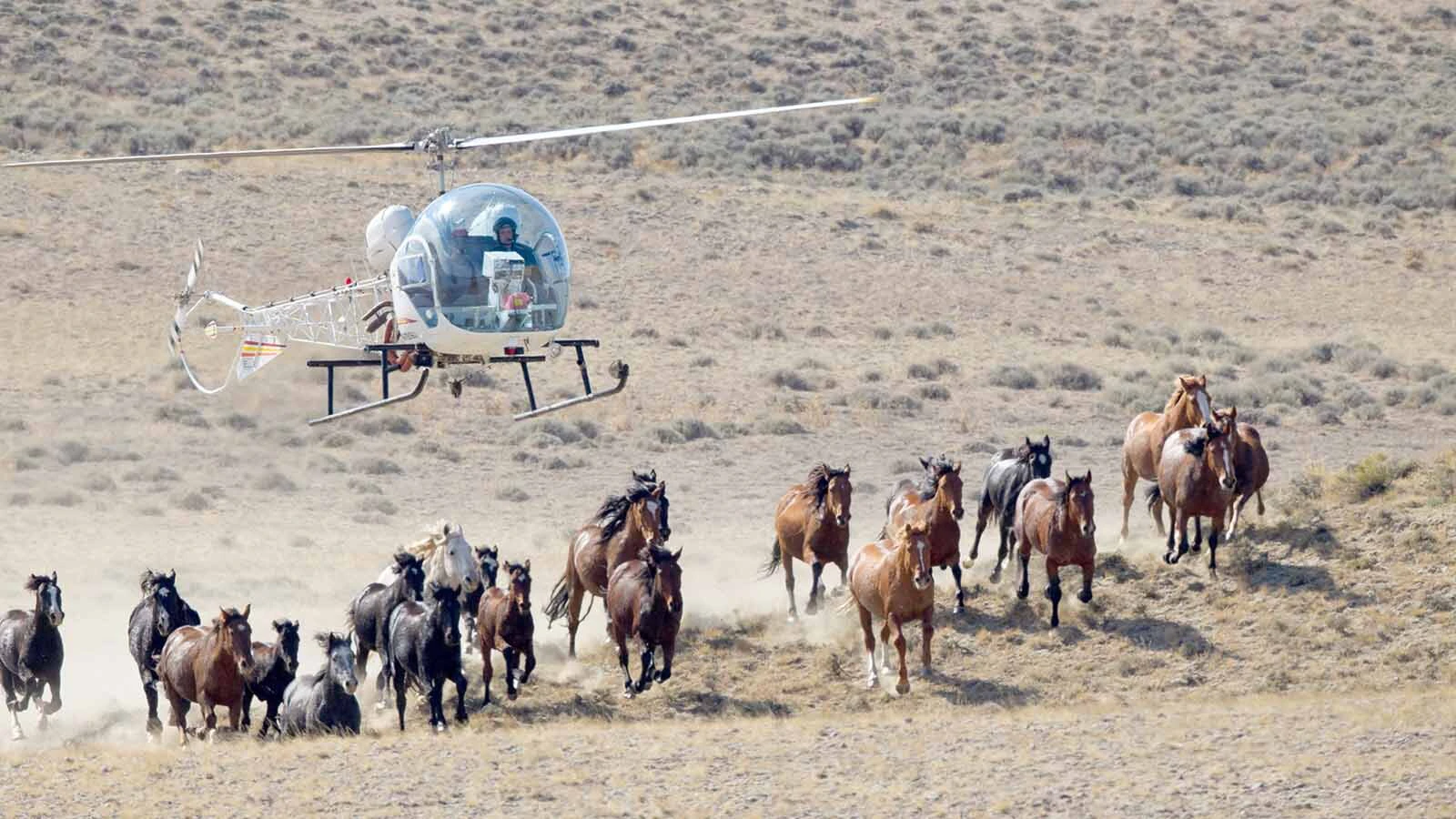 Wild-horse advocates say they'll be watching beginning Thursday when the BLM begins rounding up 1,800 mustangs from the Red Desert Complex for adoption and re-sale.