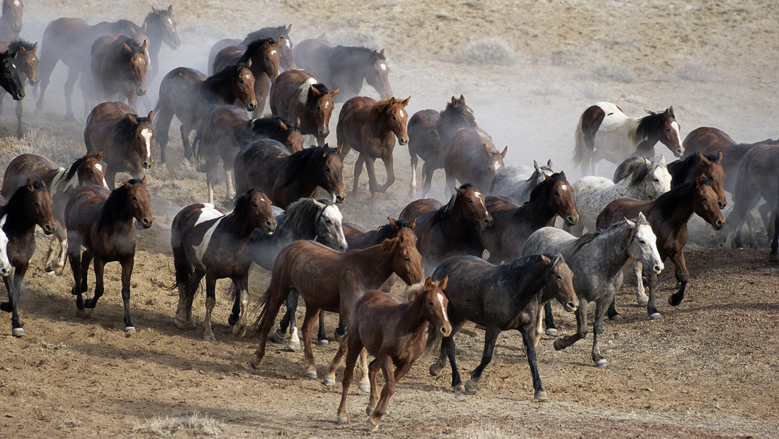 Wild-horse advocates say they'll be watching beginning Thursday when the BLM begins rounding up 1,800 mustangs from the Red Desert Complex for adoption and re-sale.