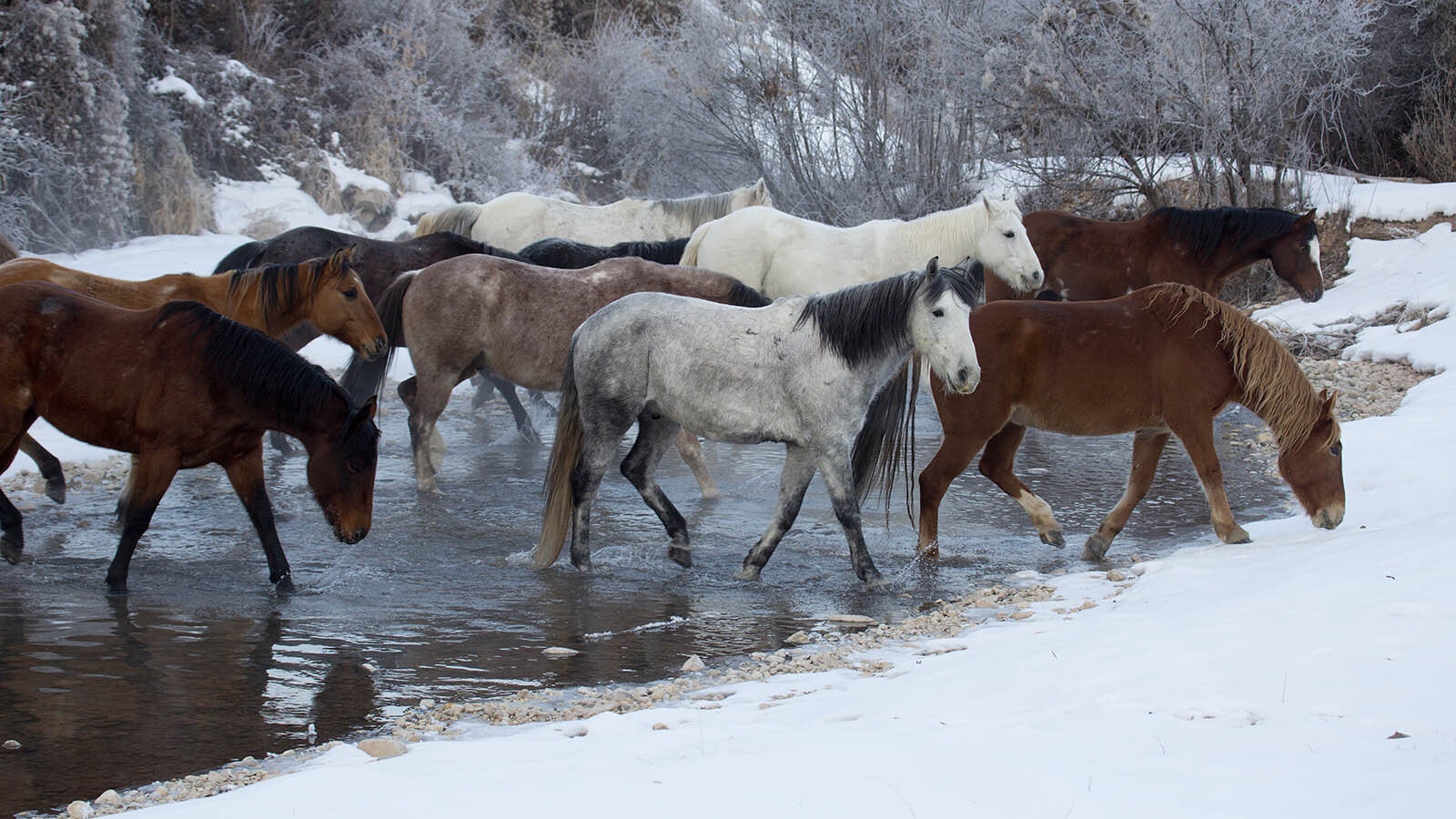 A herd of wild horses cross a stream in winter.