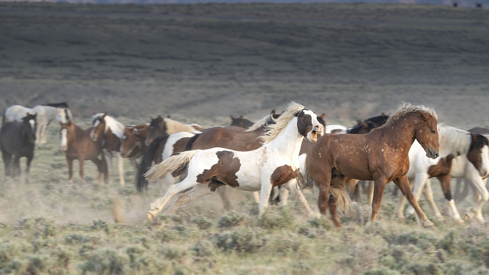 A herd of wild mustangs in Wyoming in this file photo.