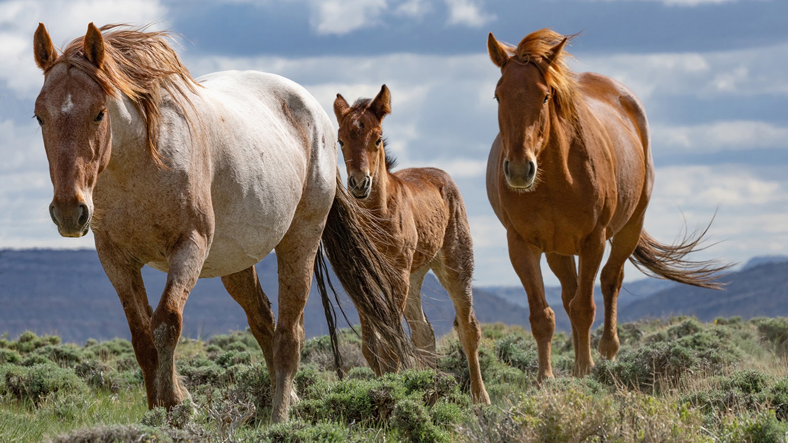 Horses from the Salt Wells Creek mustang herd will be spared from Bureau of Land Management roundups, at least for now, after a federal court ruled against the BLM.